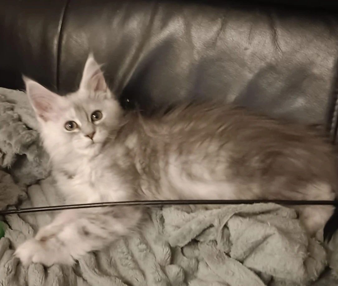 Mainská mývalí kočka, nádherná modrá koťátka