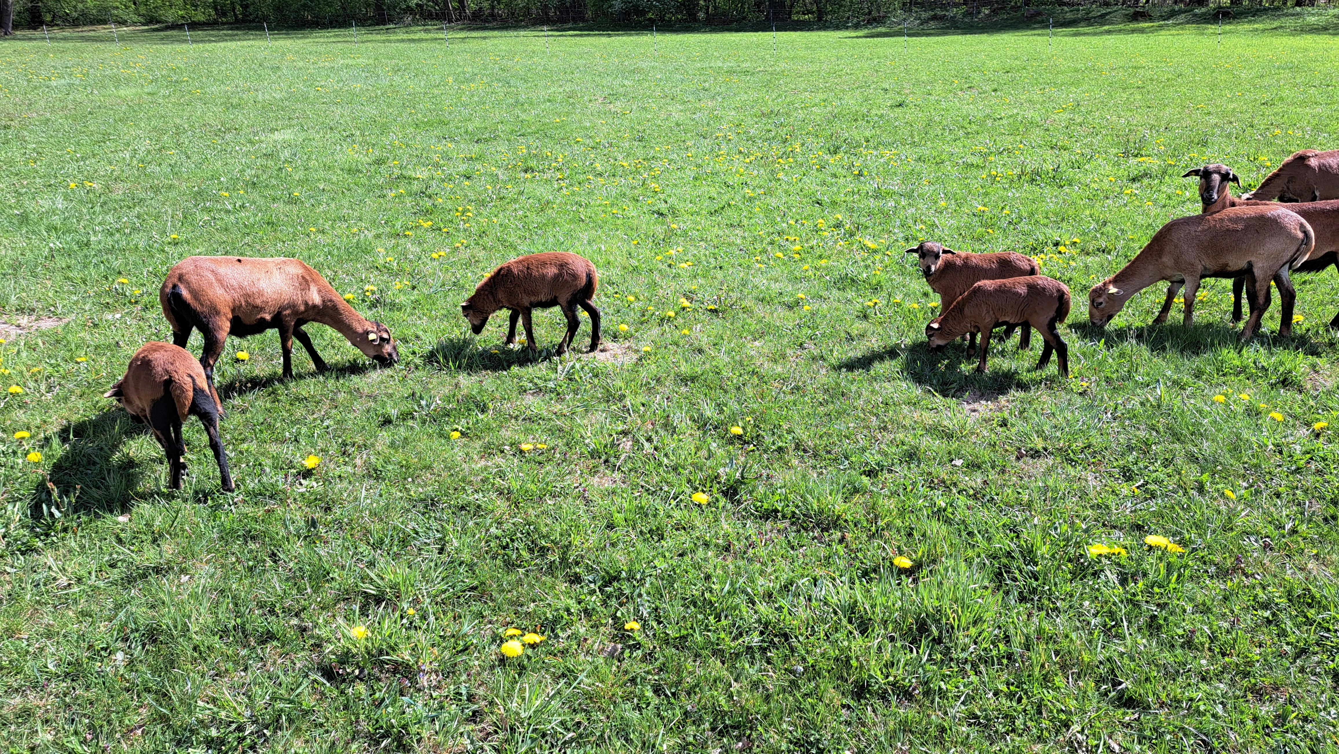 Ovce kamerunská - jehňata po plemenném beranovi