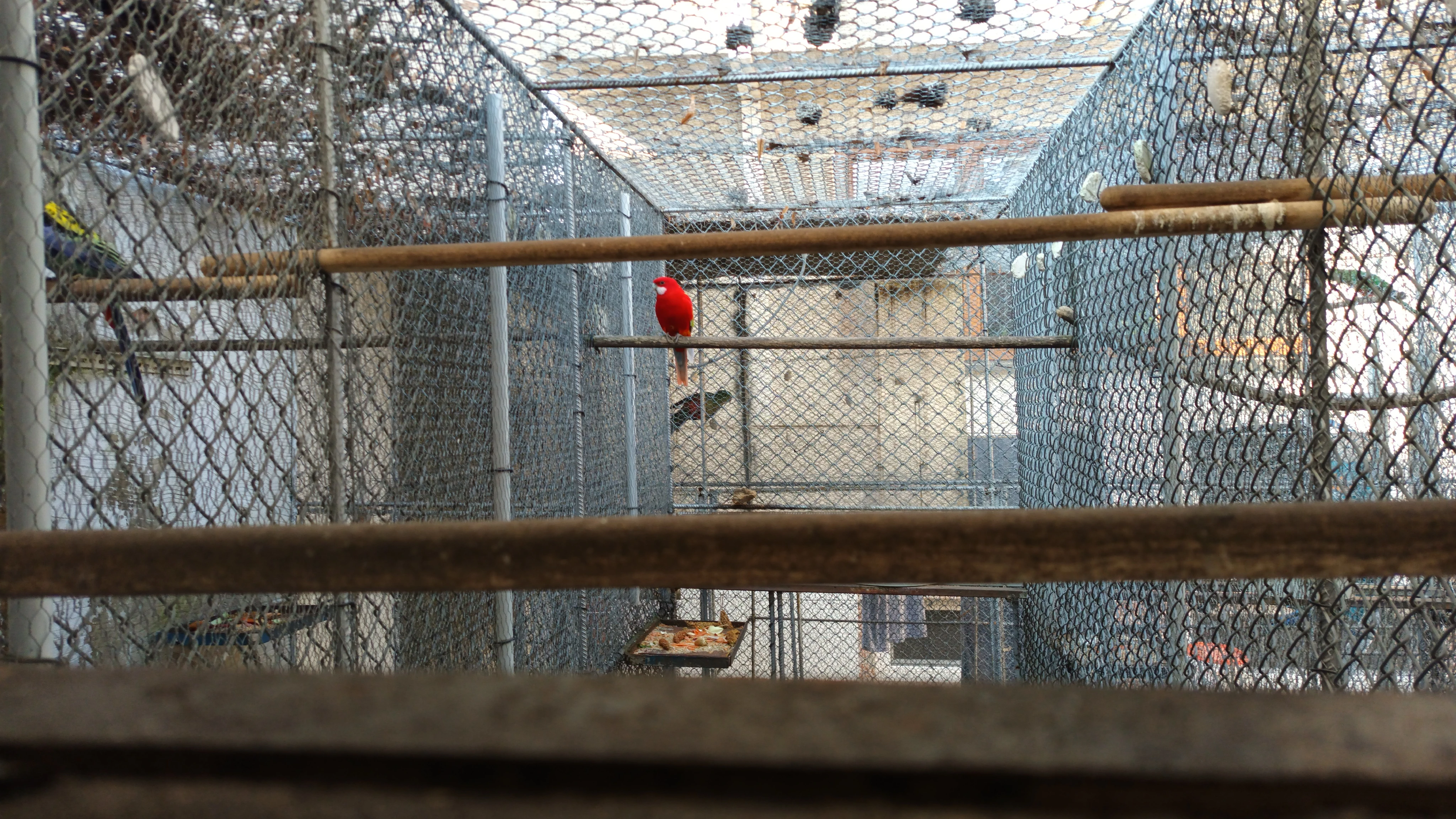 Rozela pestra Opalín Golden Gold