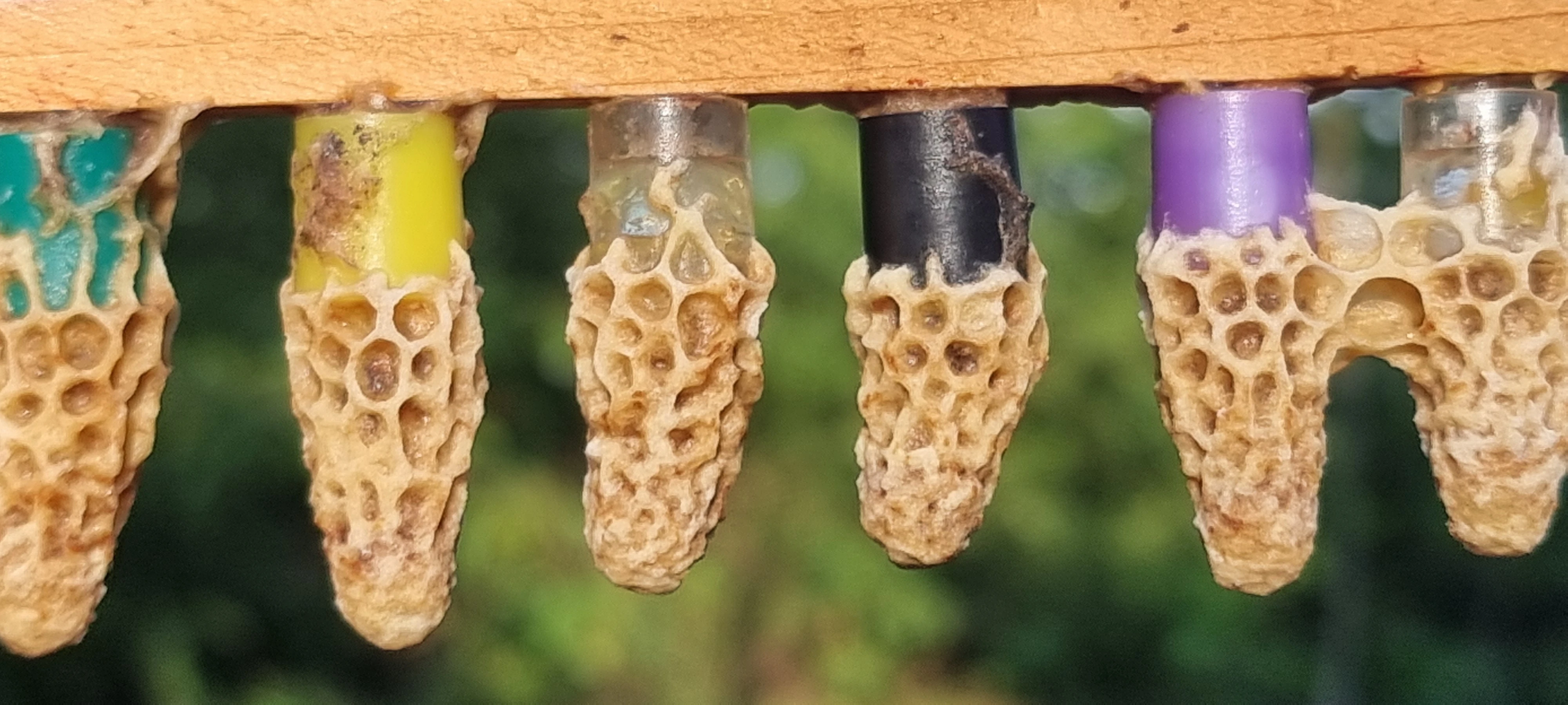 Matečníky inseminovaných matek Singer