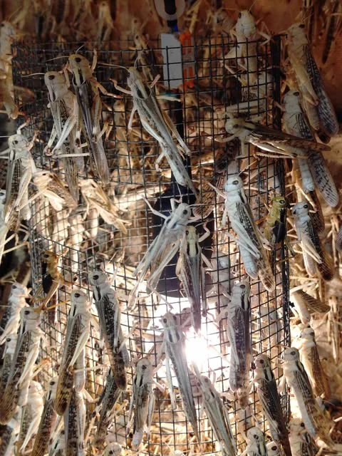 Prodám sarančata a jiný krmný hmyz od chovatele