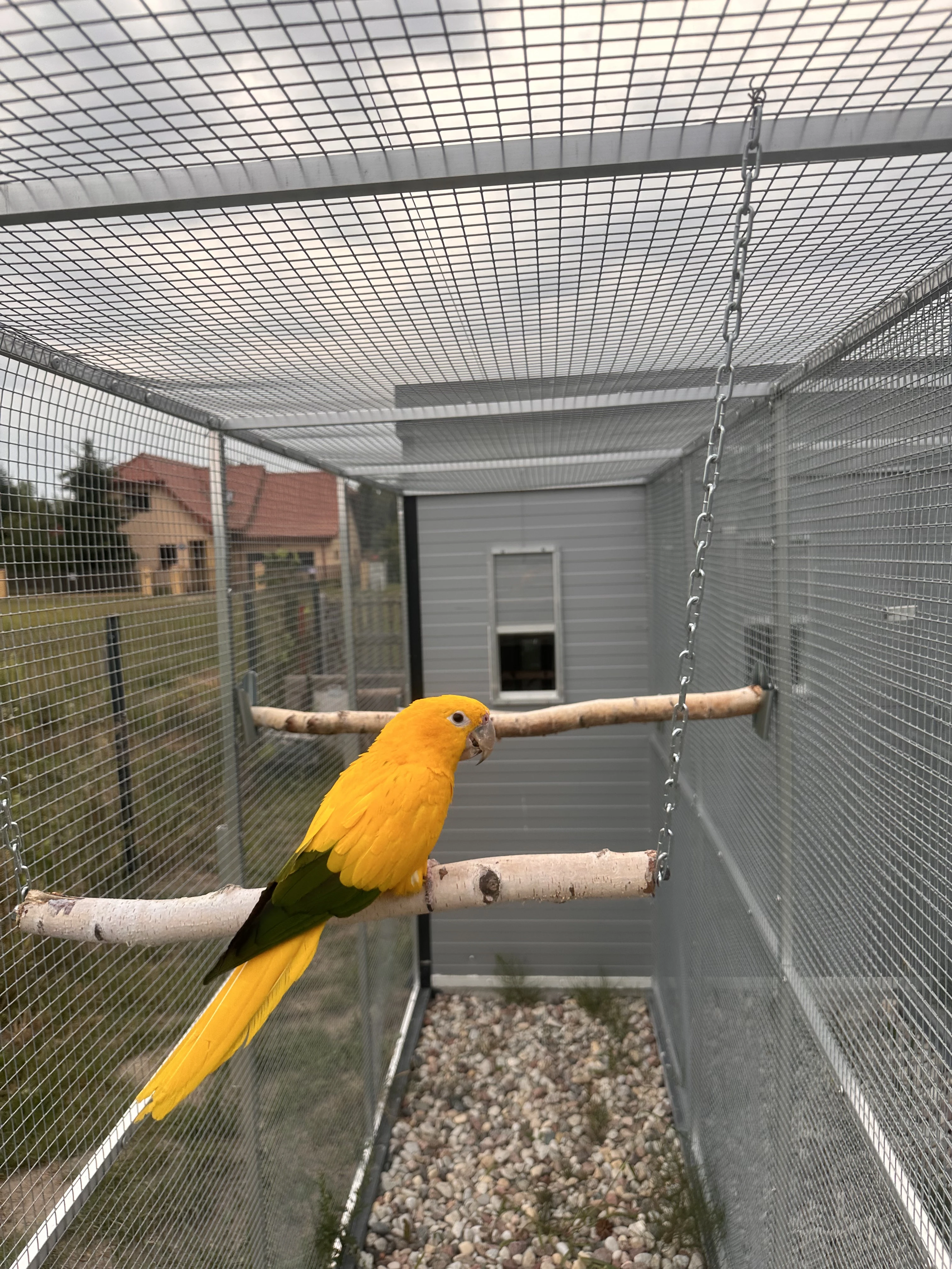 Guaruba guarouba