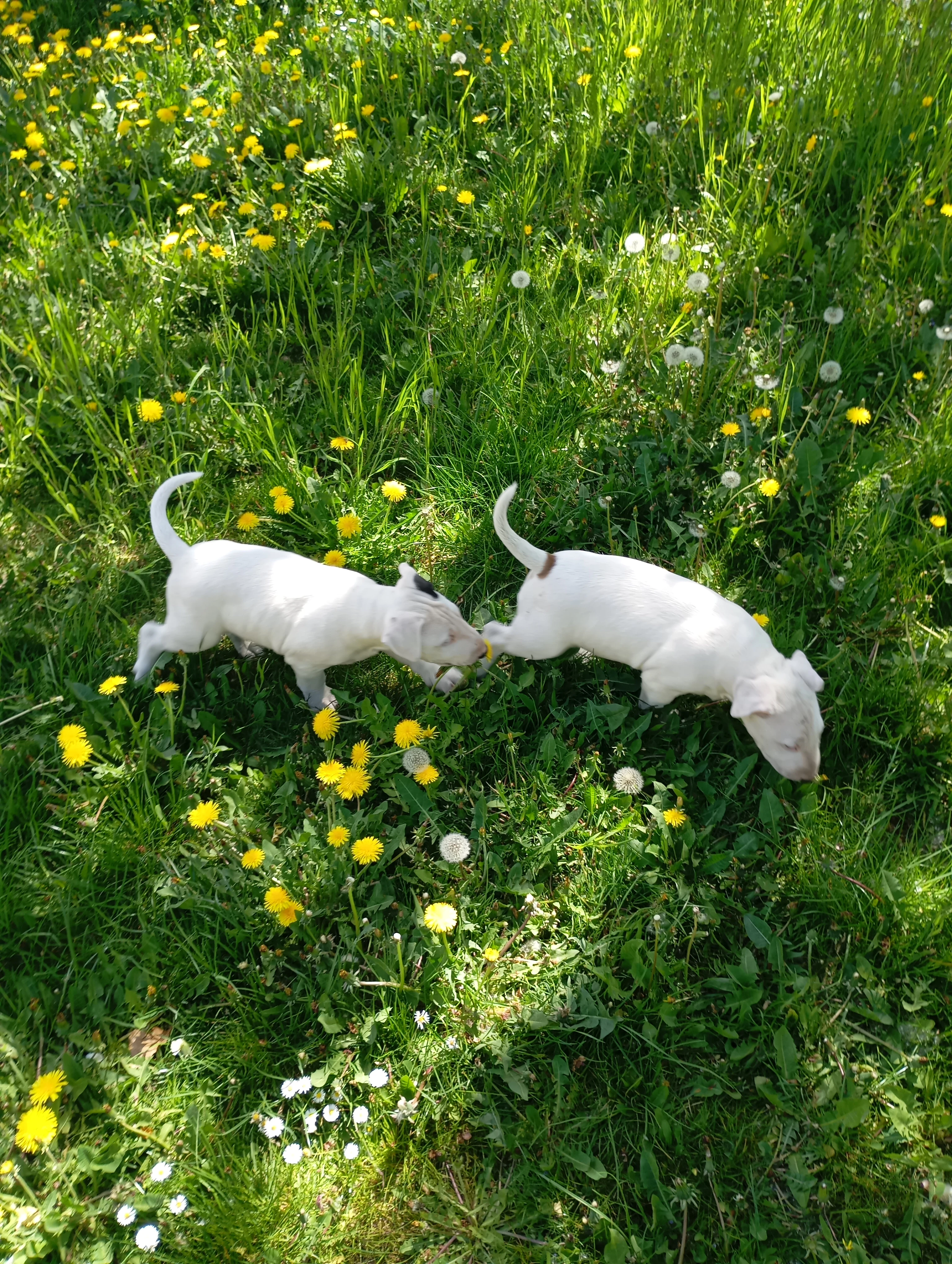 Bullterrier
