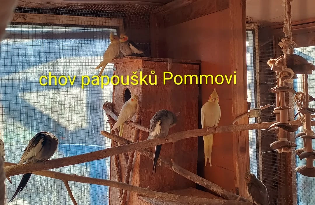 Mláďata r.2026 k rezervaci - korela