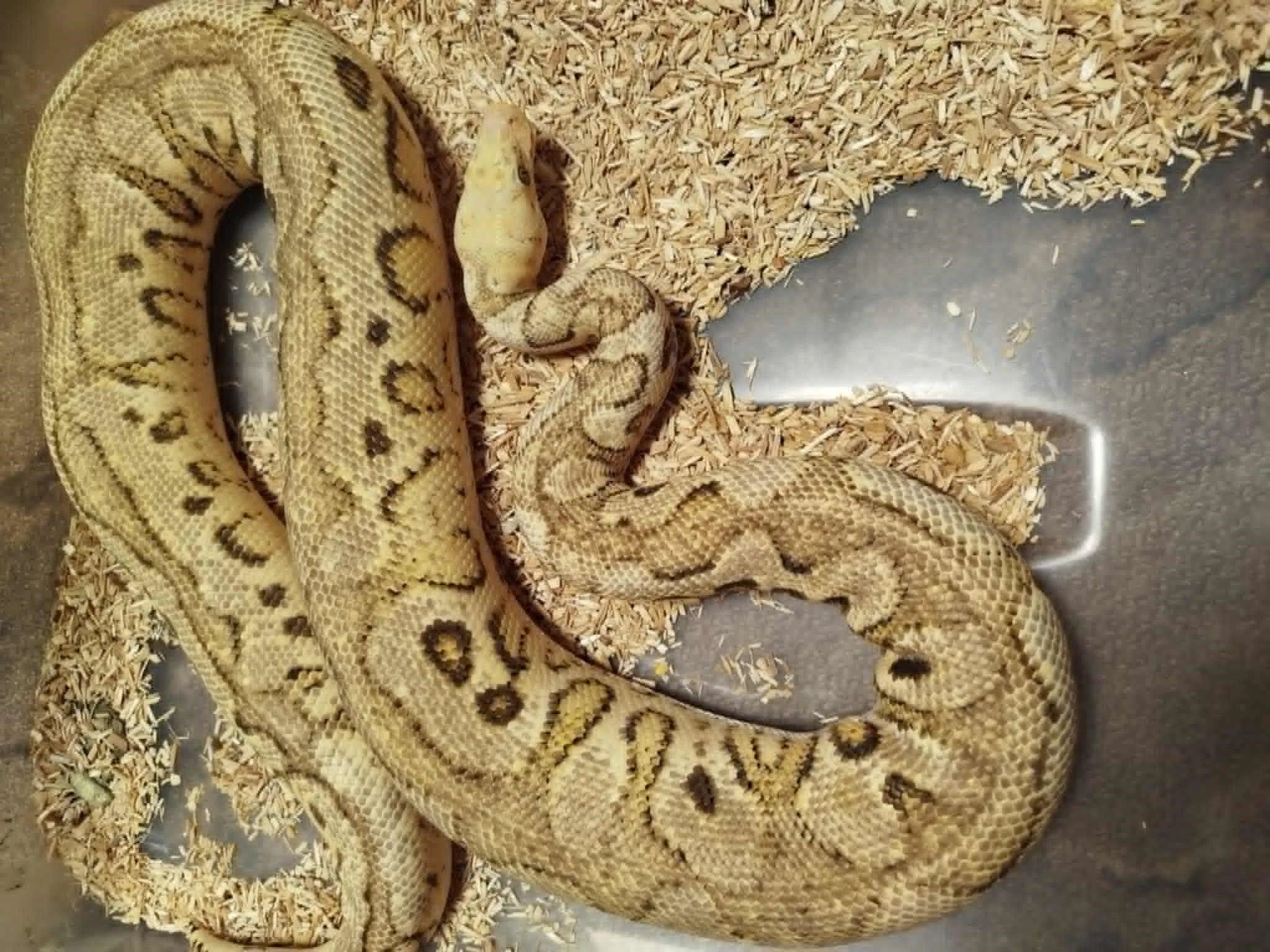 Spotnose YB pastel clown