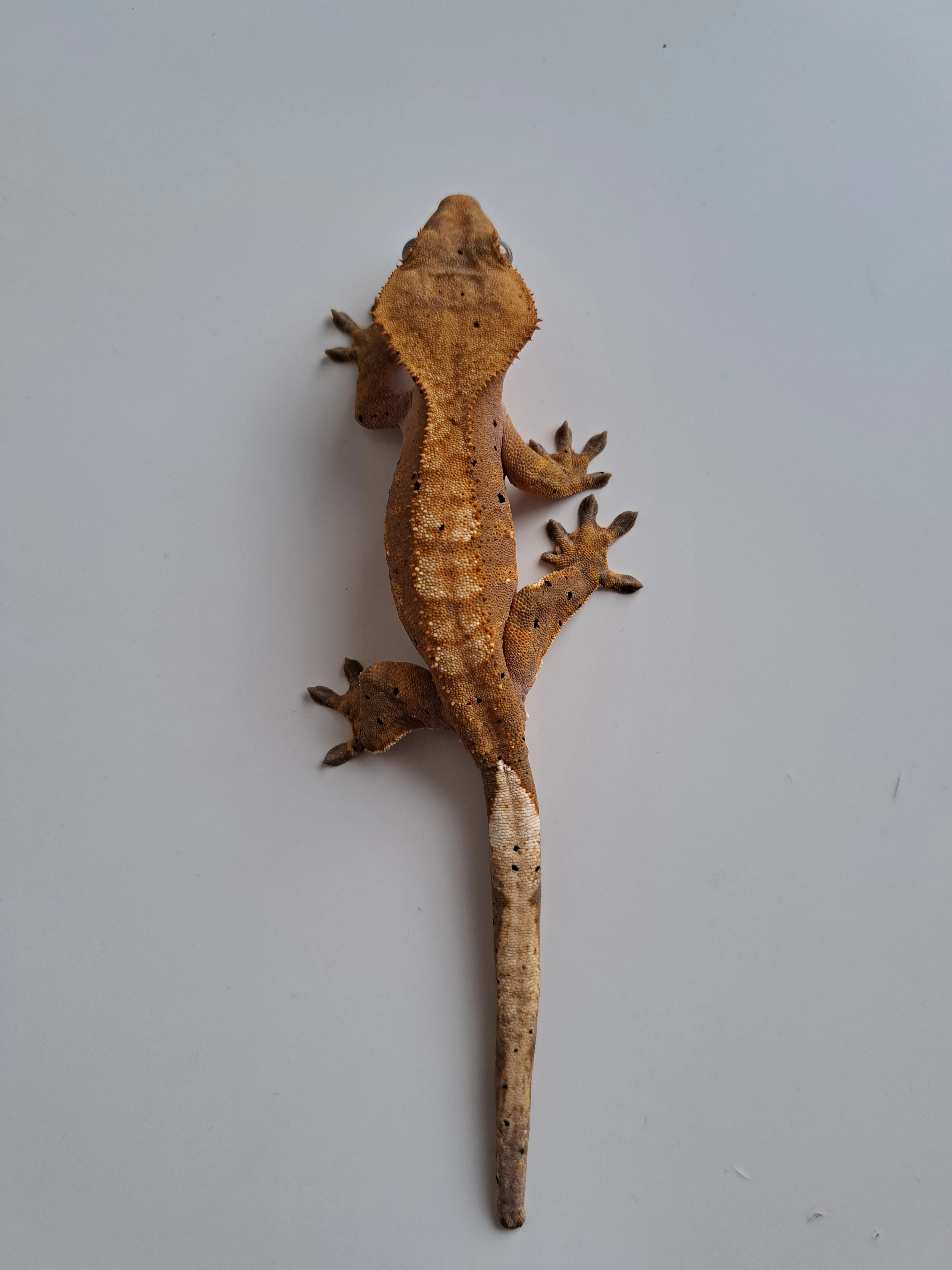 Pagekon řasnatý