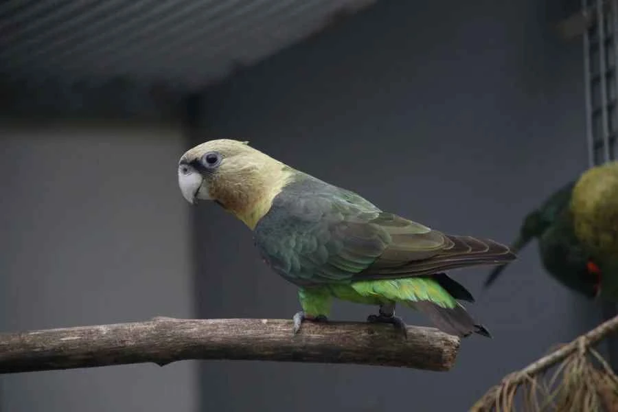 Kapský Robustus Robustus