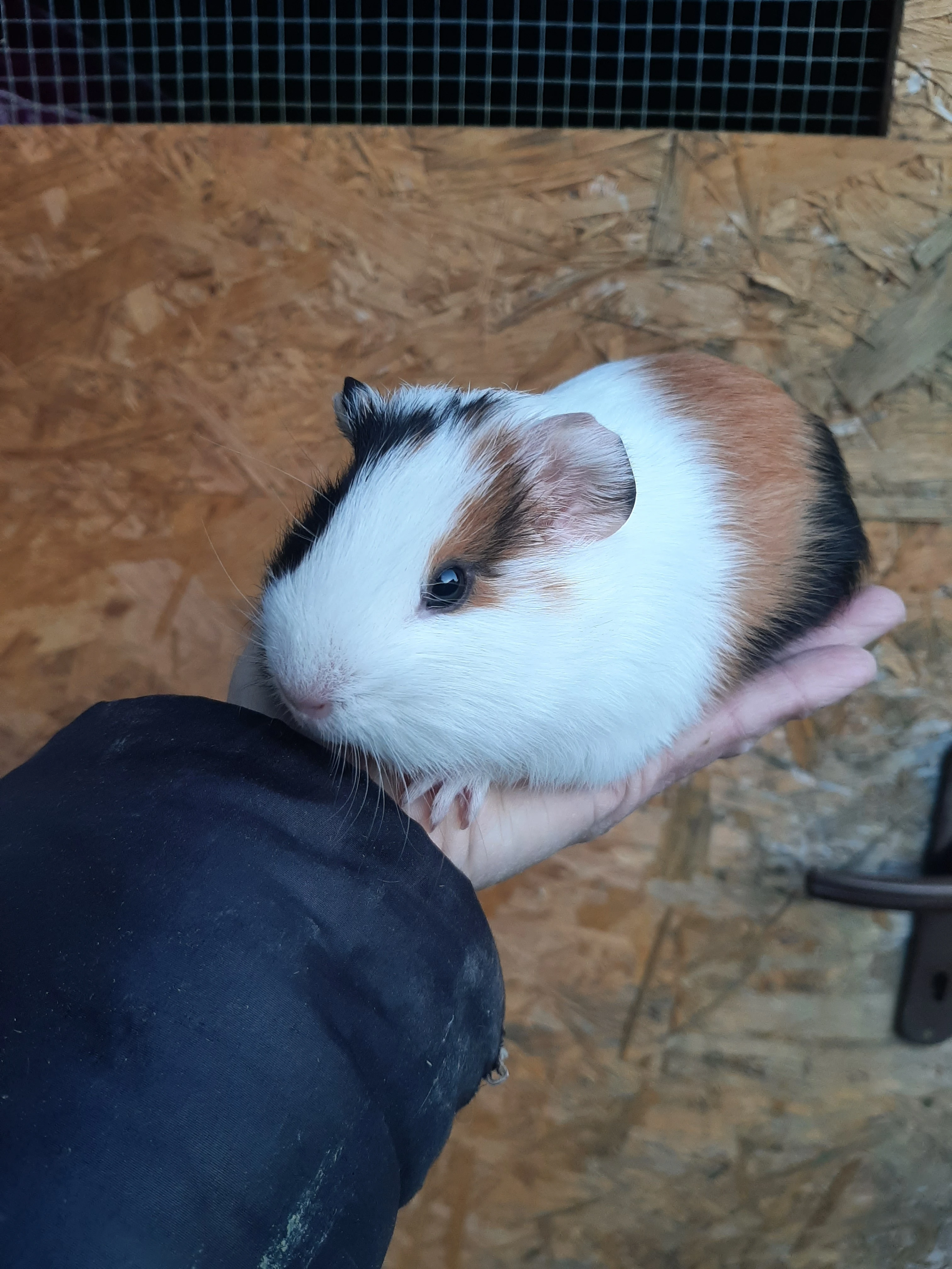 Morcatka