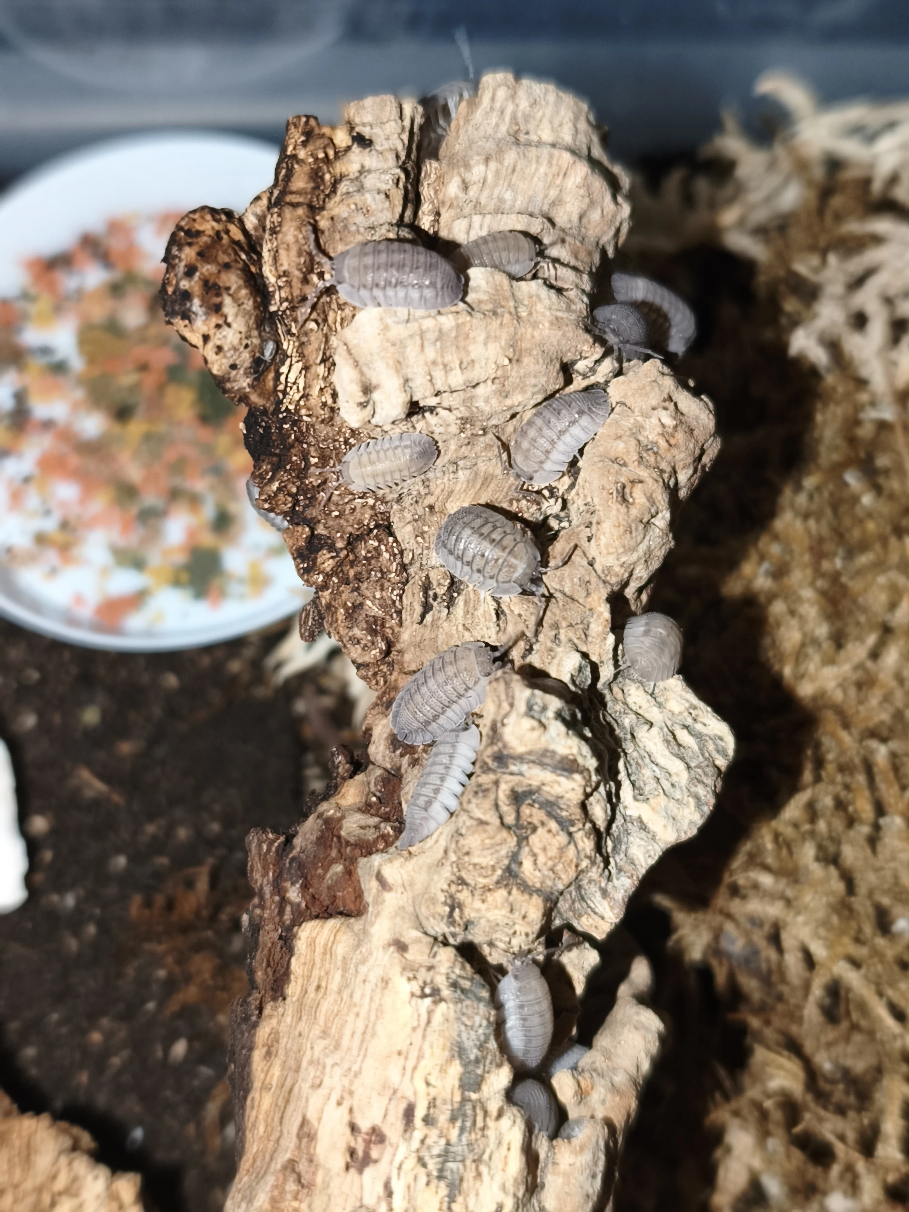 Isopody·stínky·chvostosko ci-posílám-fauna trhy Ostrava 24.5.