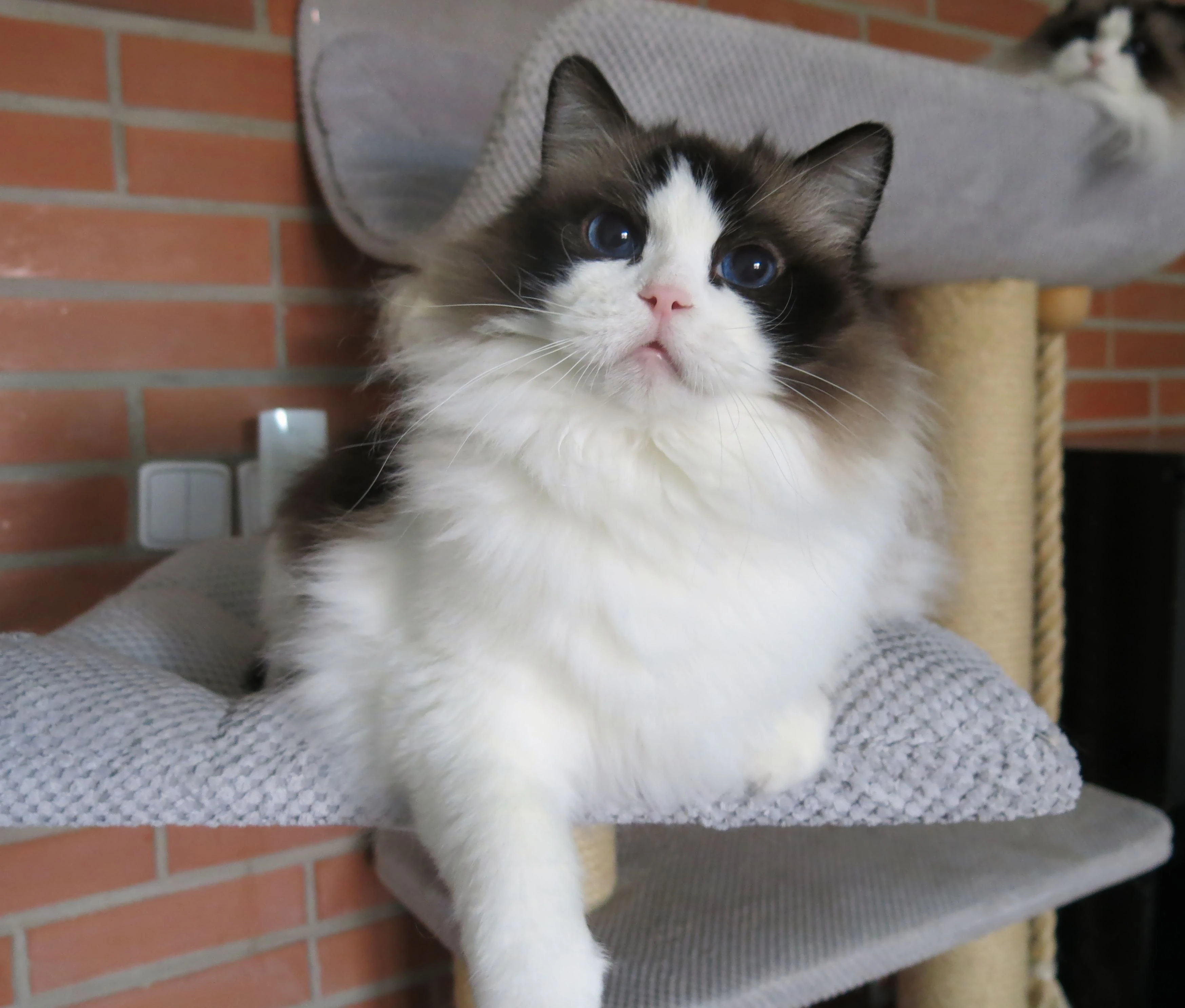 Ragdoll kočka s průkazem původu