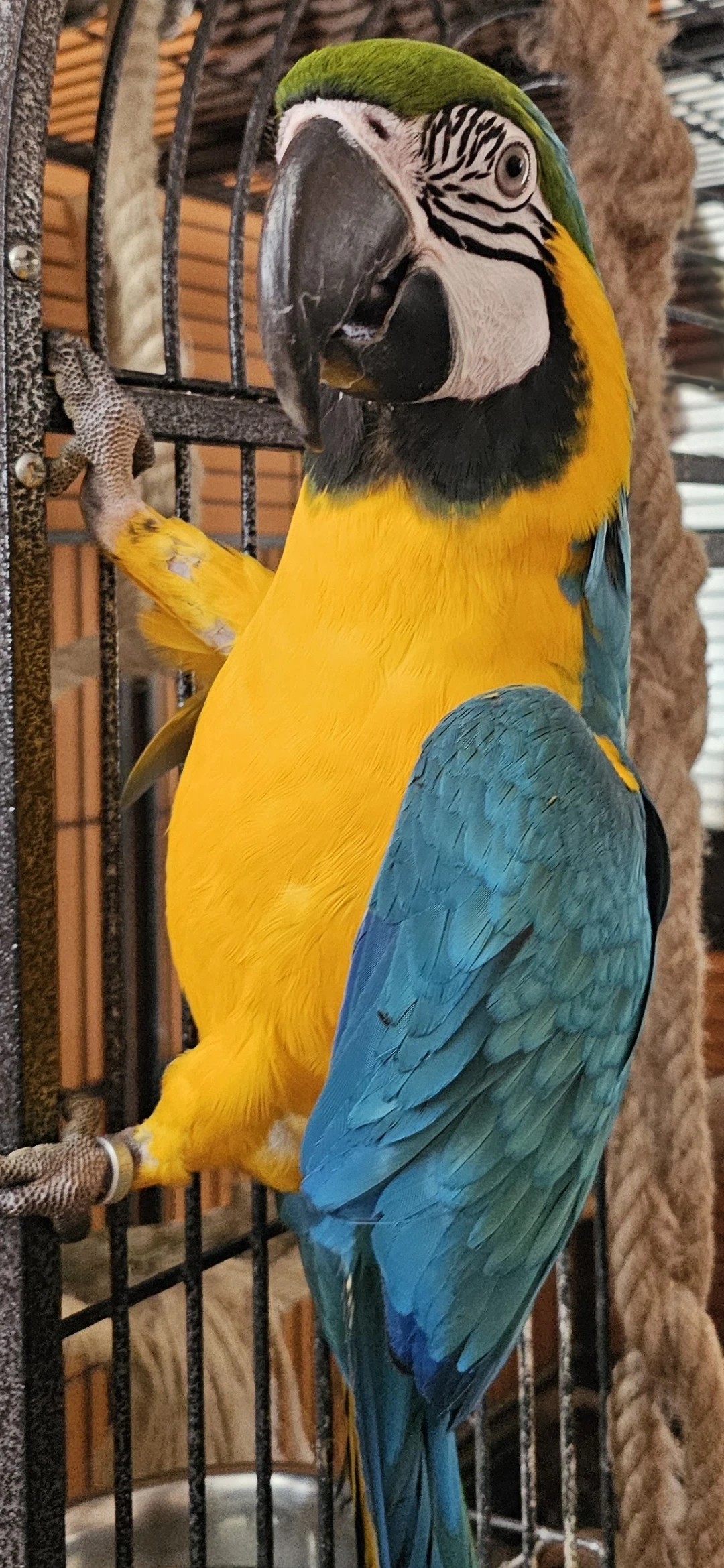 Ara ararauna 2 roky