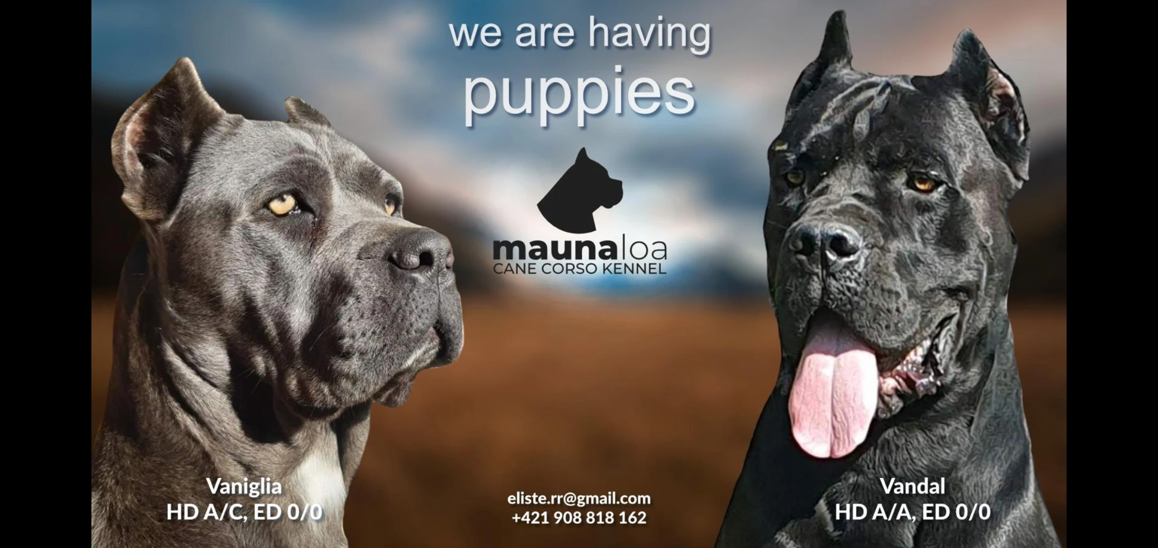Cane Corso s PP