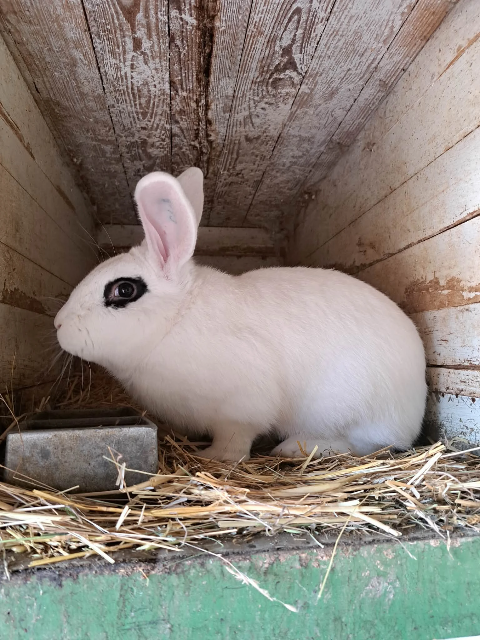 Hototský bílý králík (Hb)