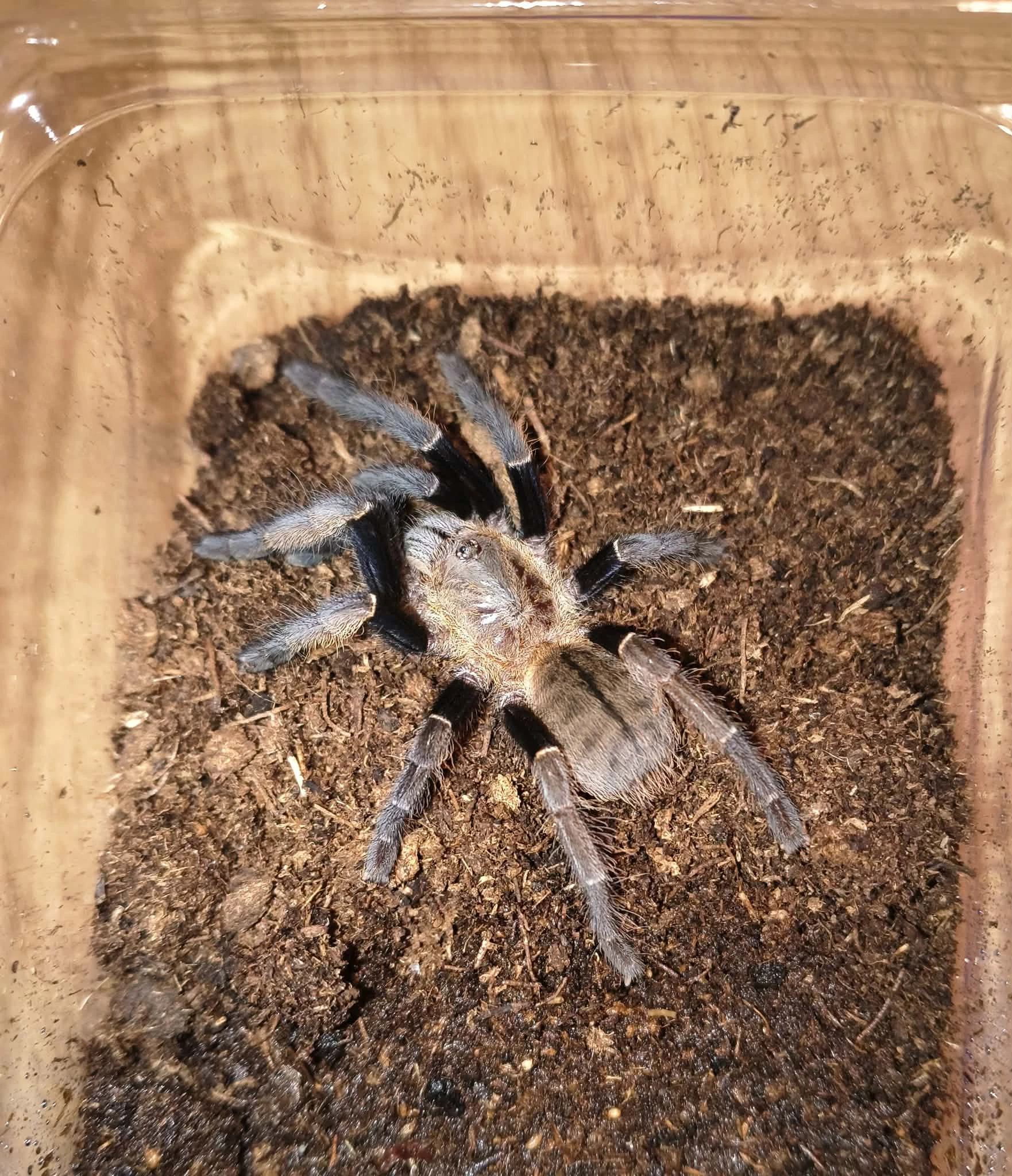 Sklípkani - Fauna trhy Ostrava 24.5.