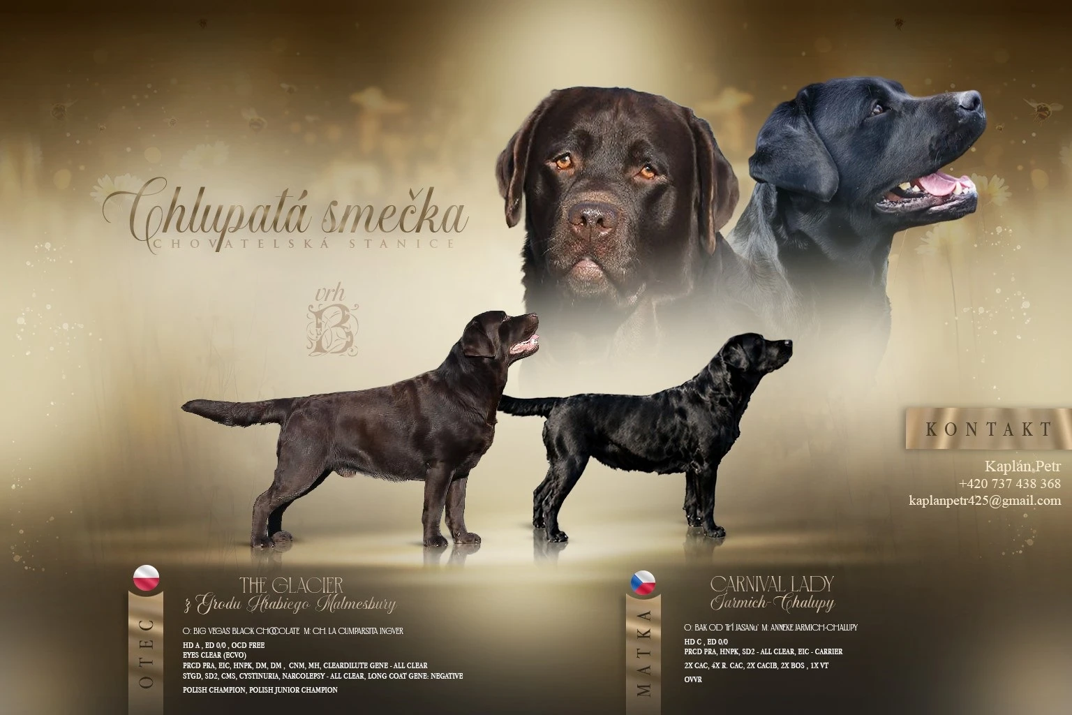 Labrador s PP