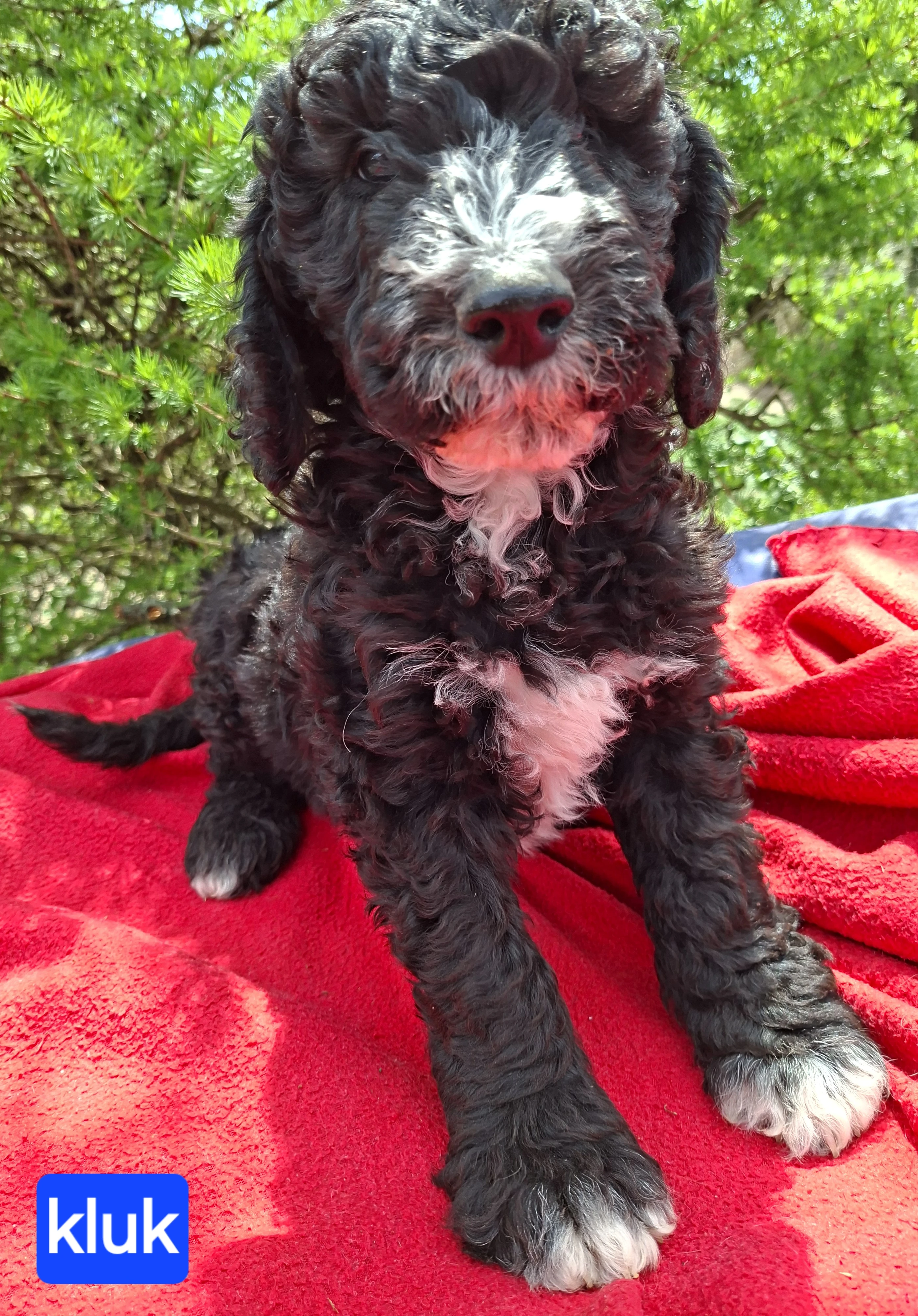 Sheepadoodle-nelínají