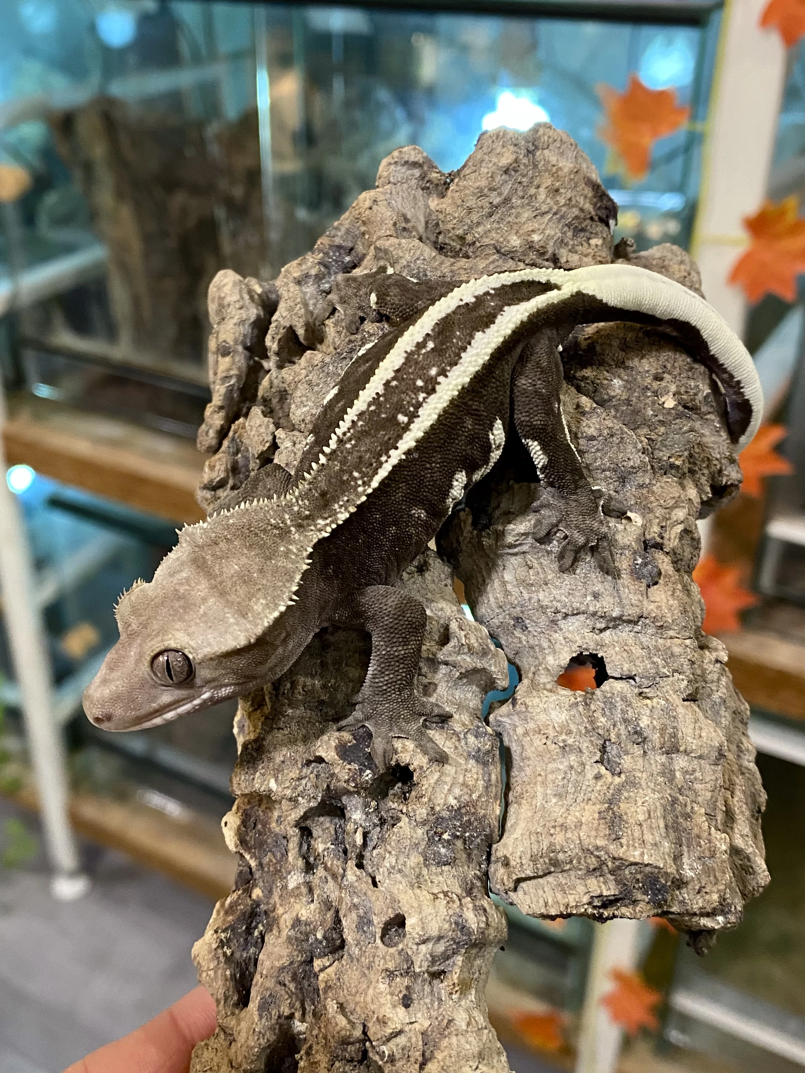 Axanthic c. Ciliatus