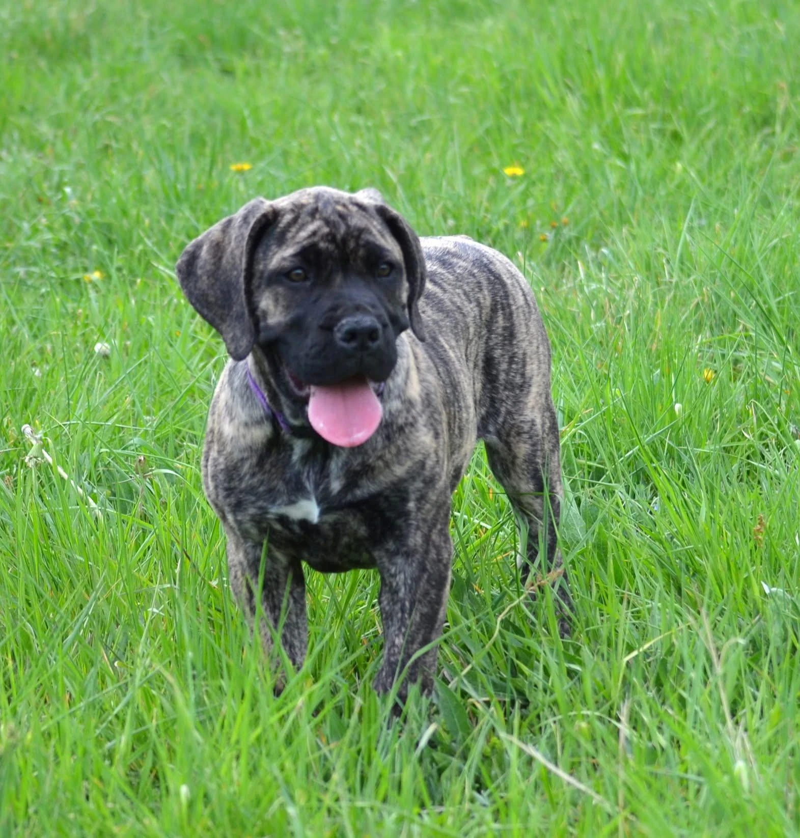 Boerboel štěně