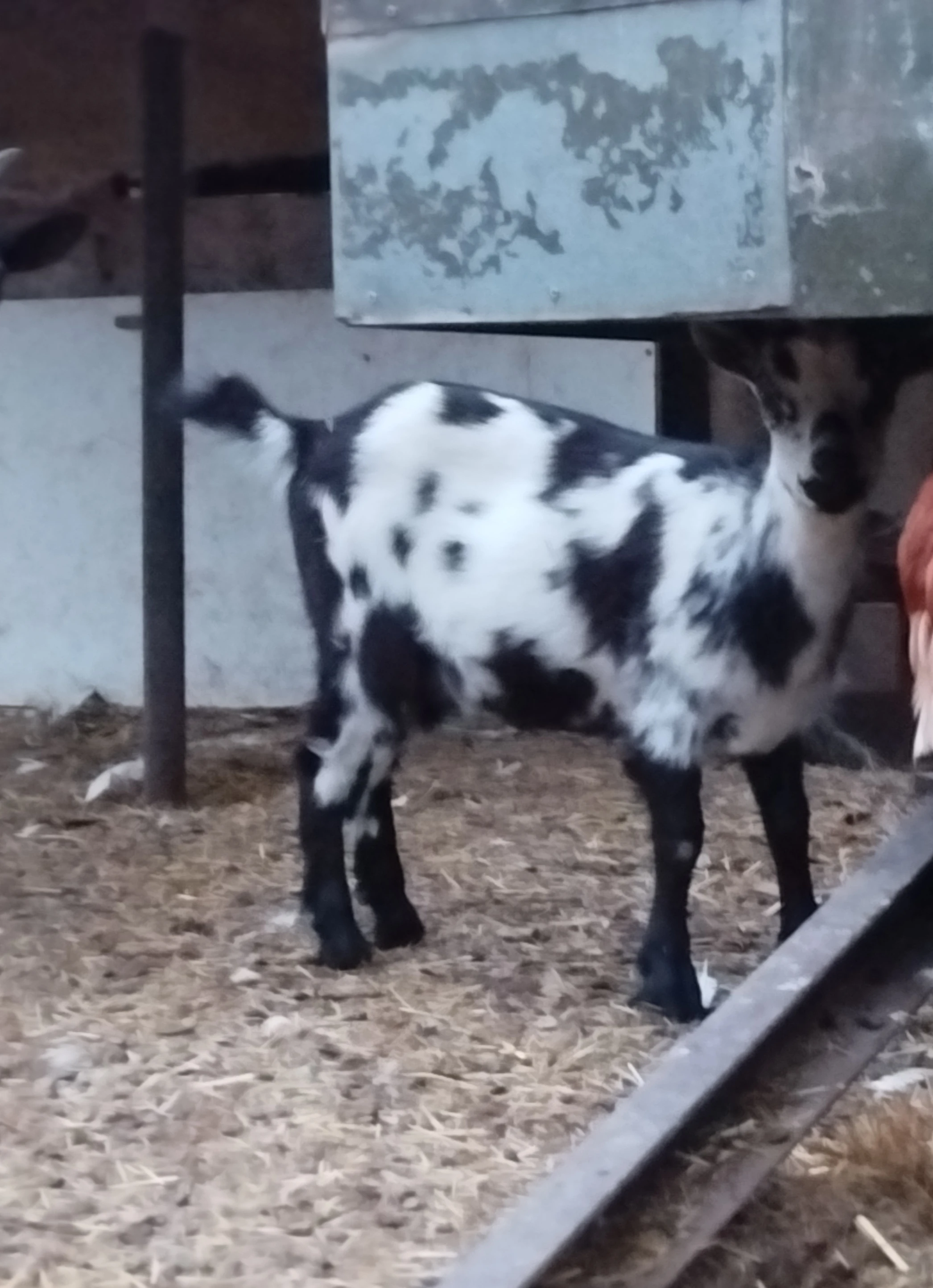 Prodám kozy