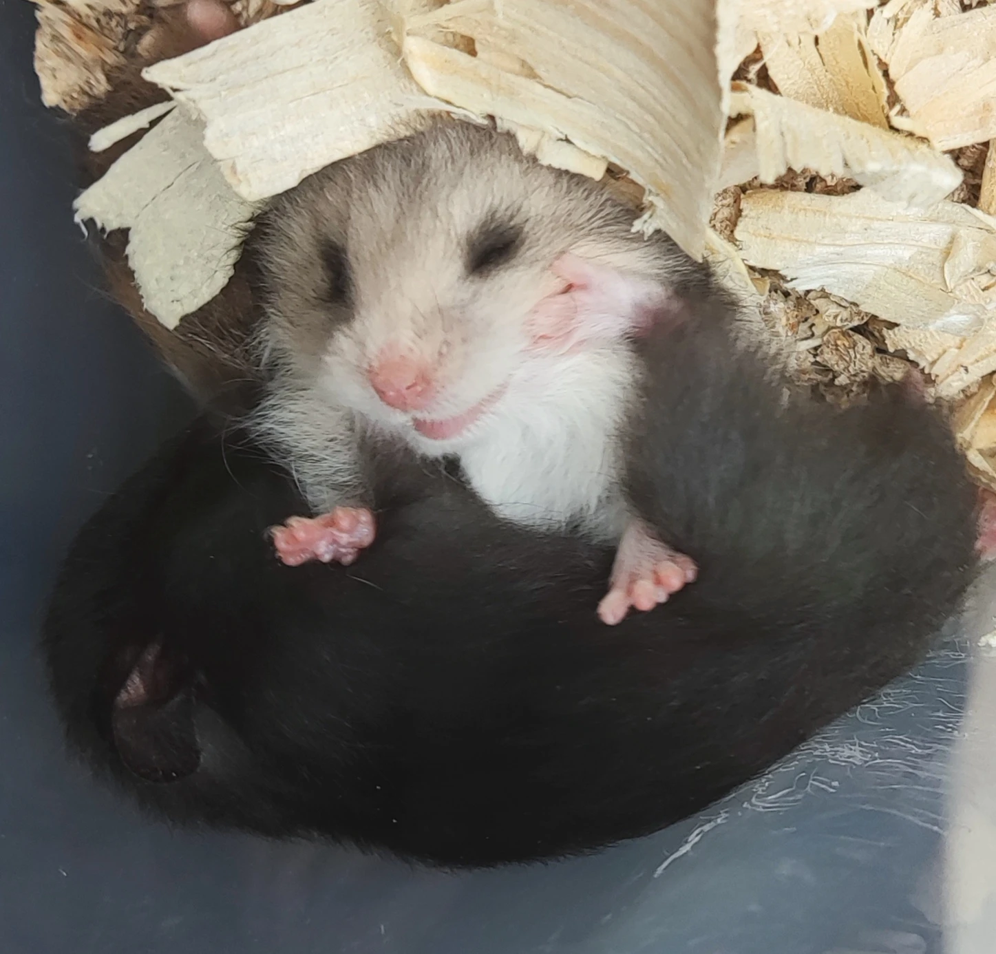 Křeček syrský mláďátka