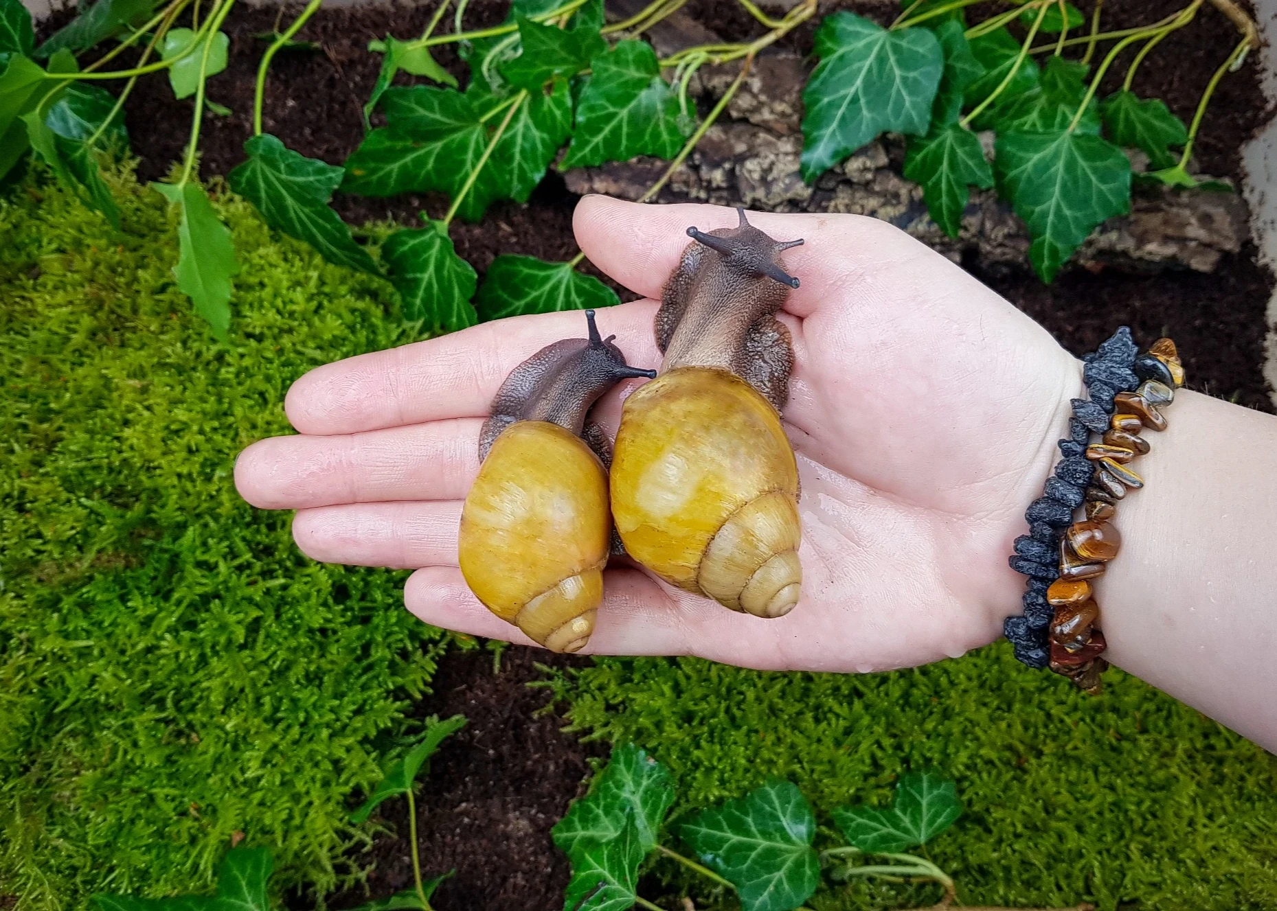 Africký šneci Archachatina marginata candefacta Cameroon