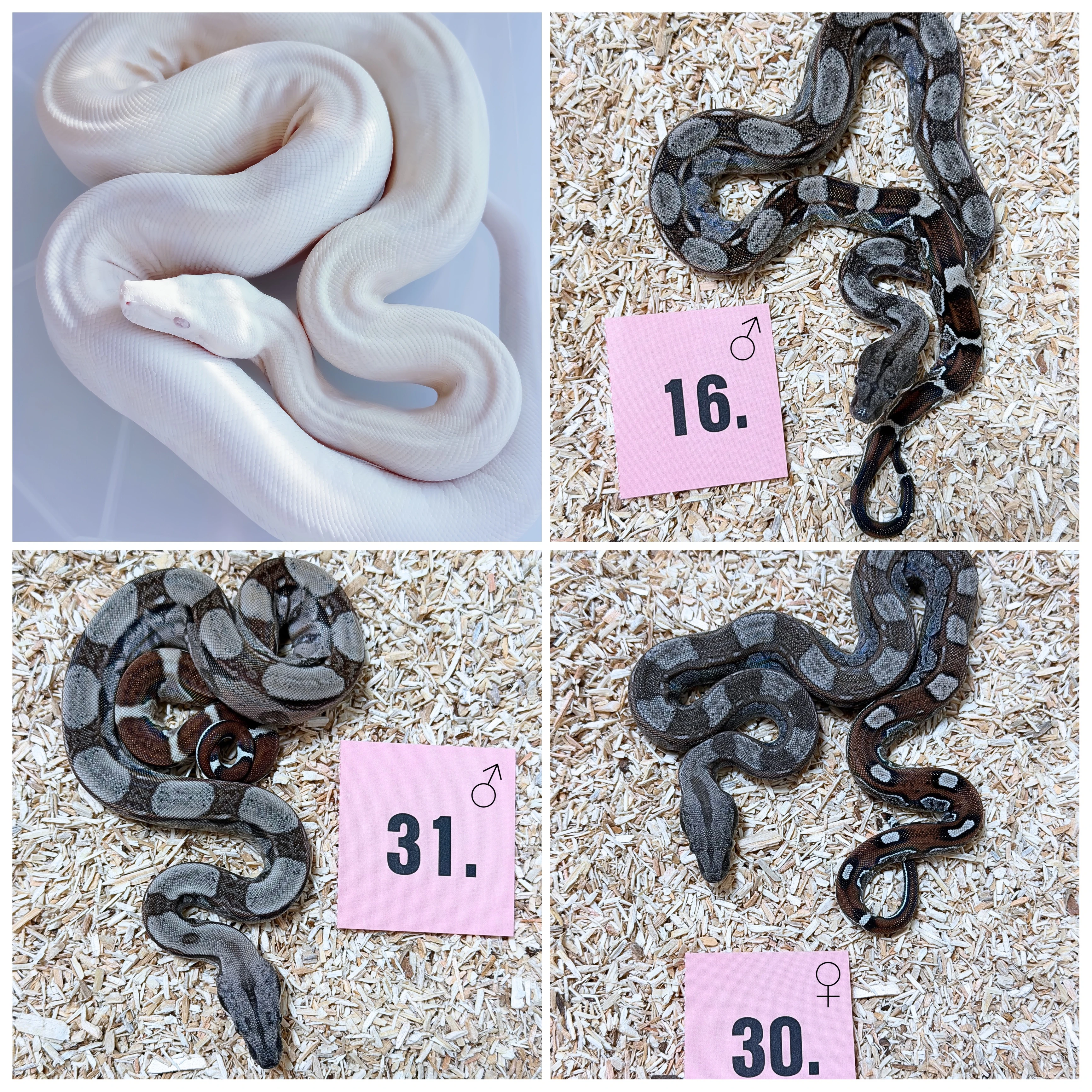 Hroznýš královský rlt, Albino, dh Snow