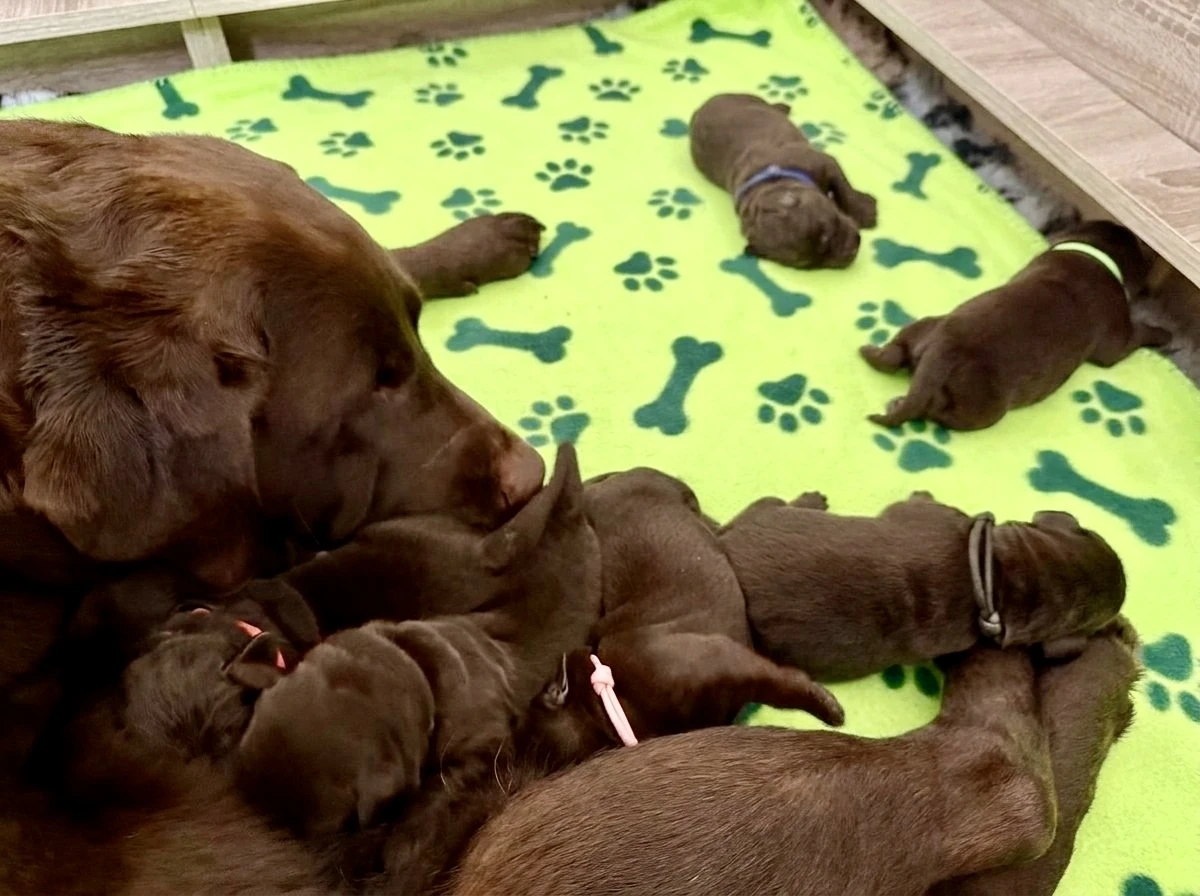 Nabízím k rezervaci čokoládové holčičky labradorského retrievra s PP