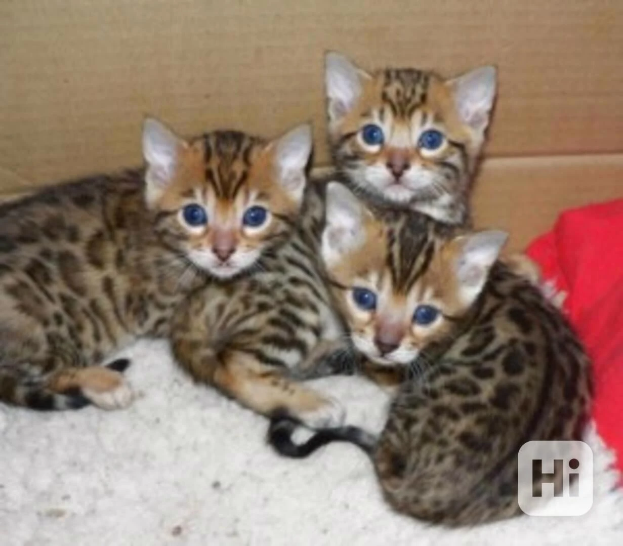 Roztomilá  bengálská koťátka k adopci