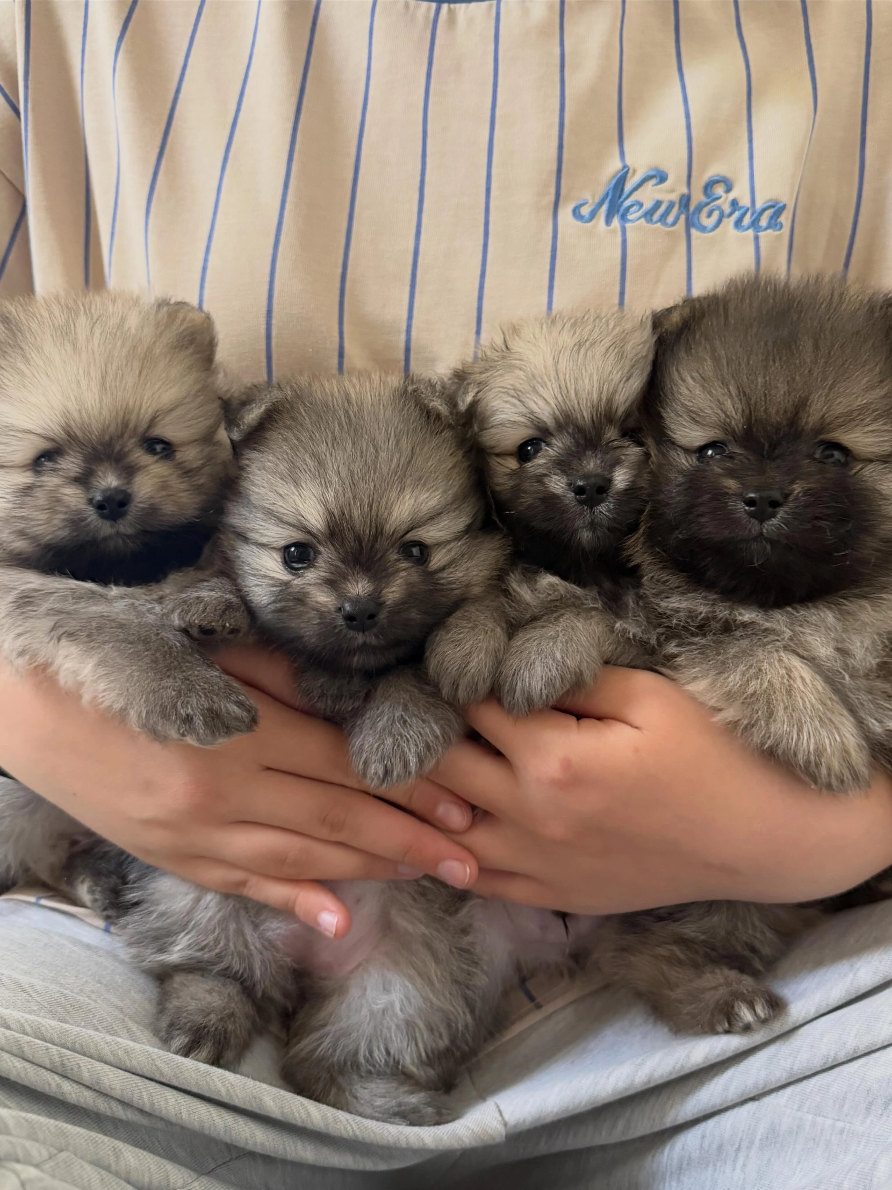 Pomeranian s PP