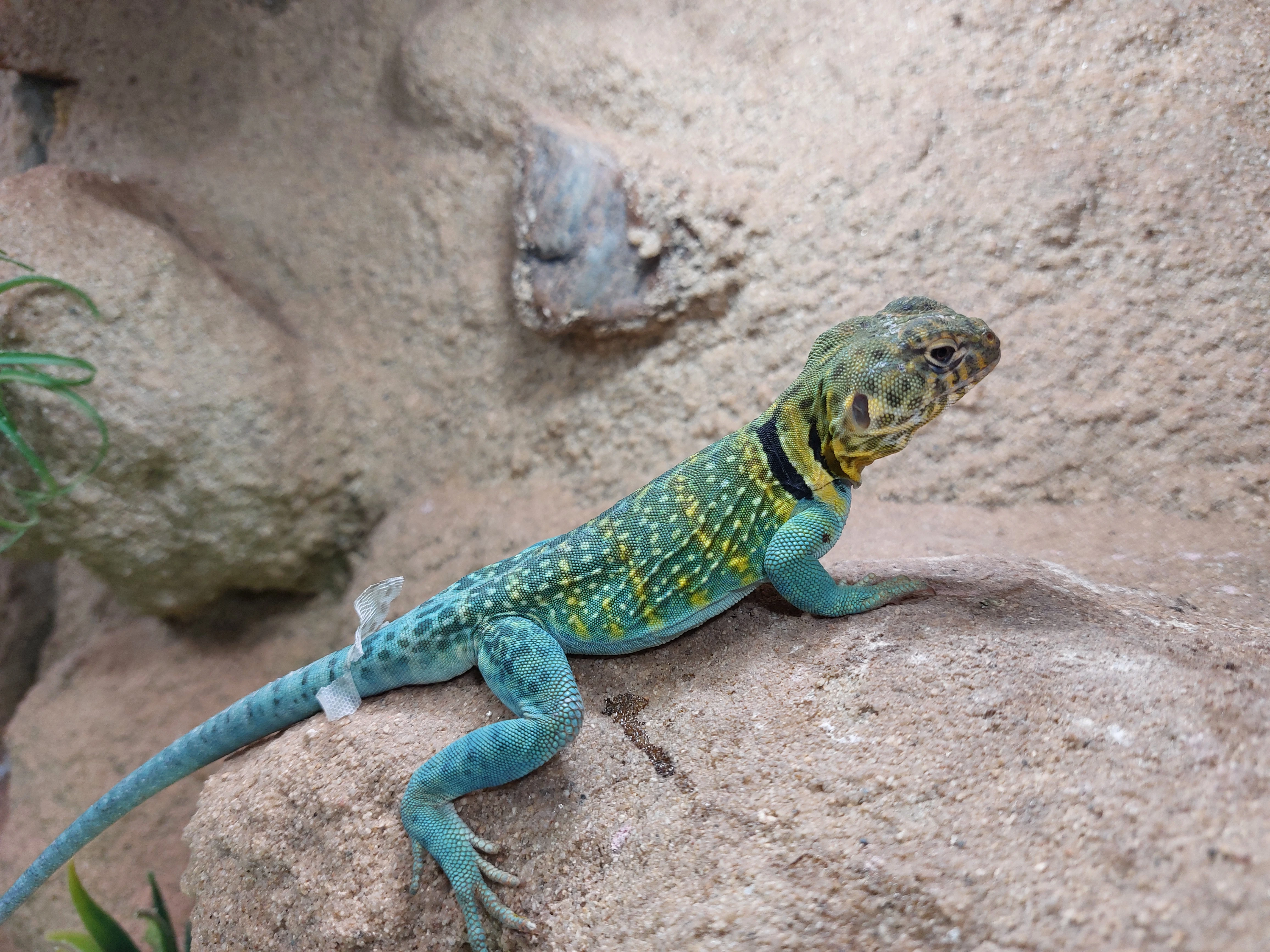 Crotaphytus collaris wichita mountains Leguánek obojkový