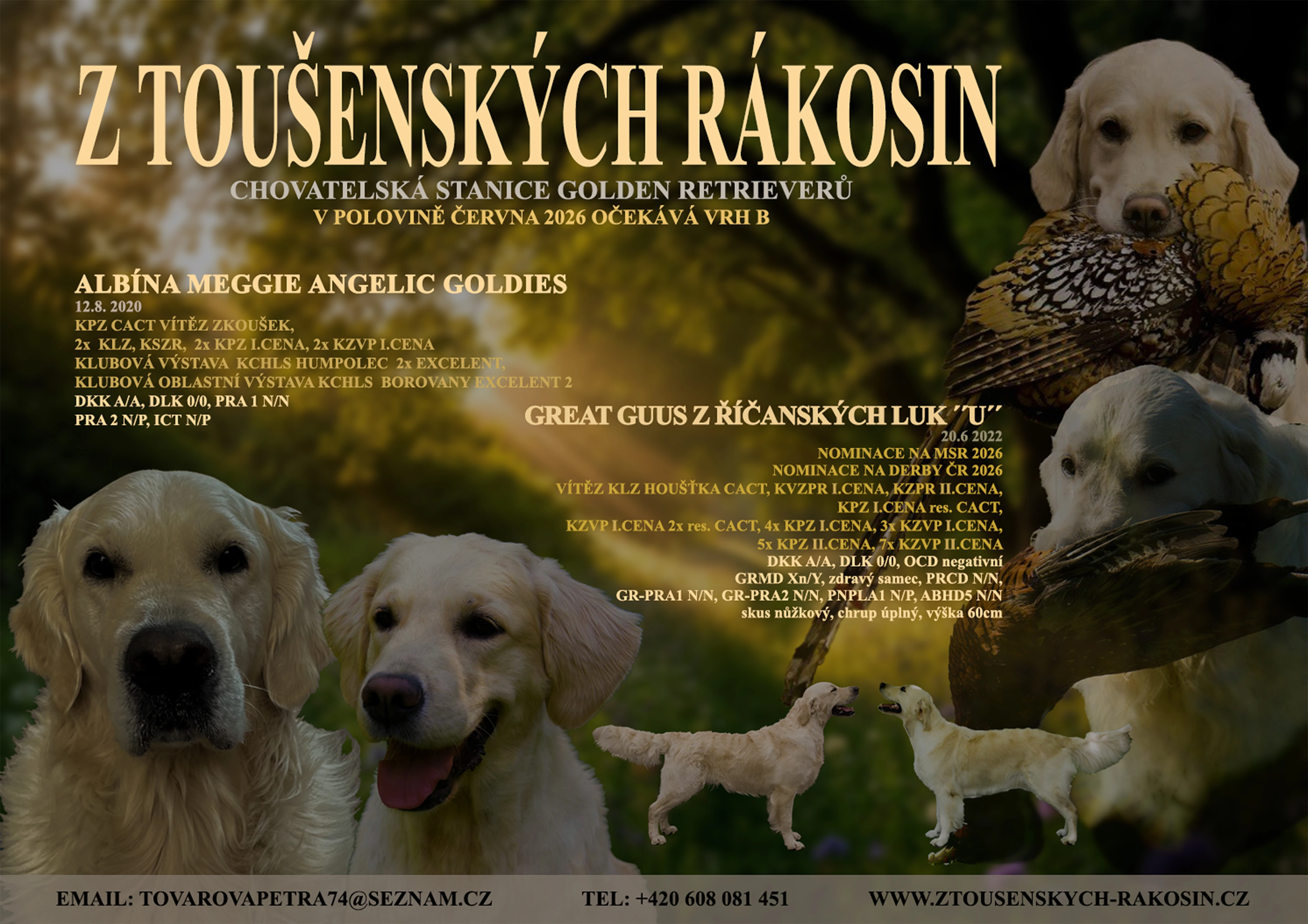 Zlatý retriever