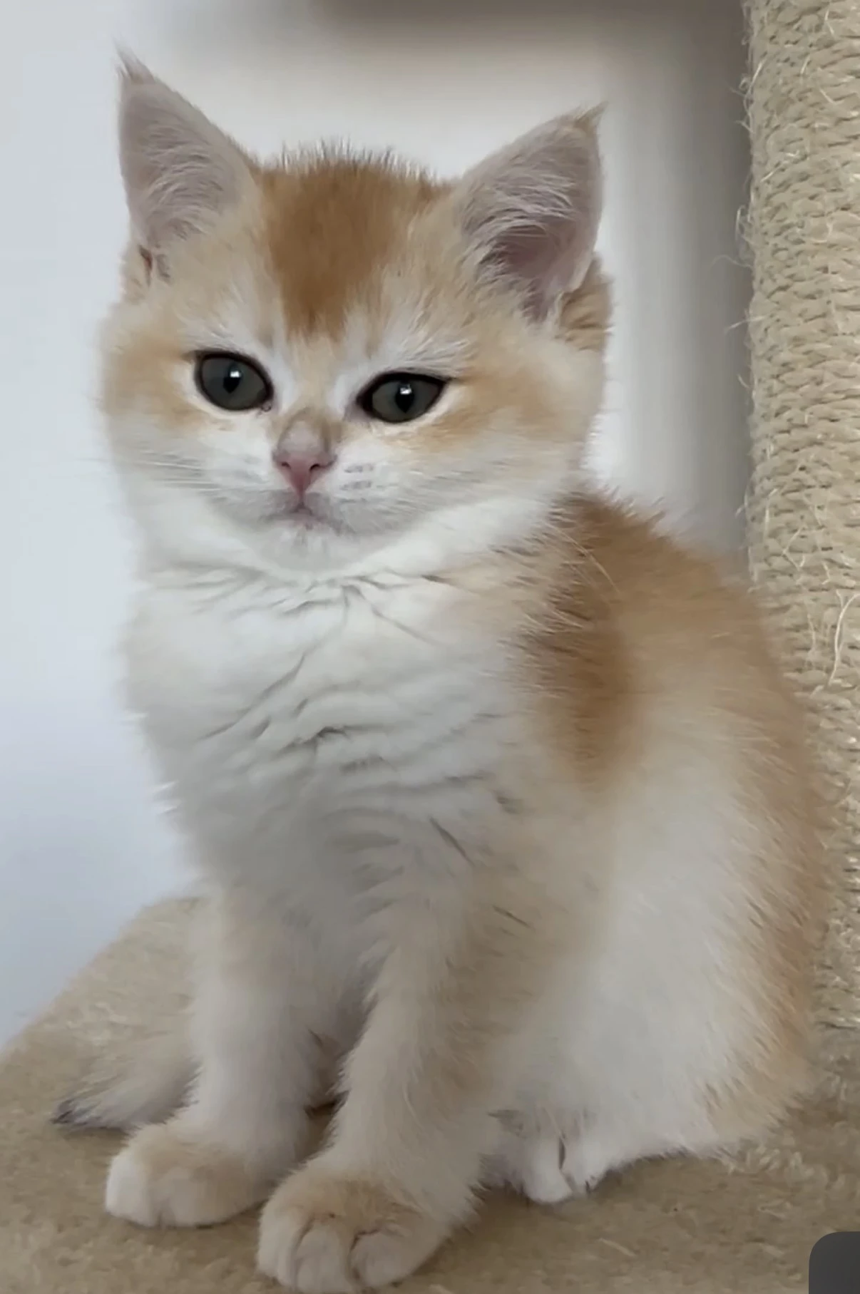 British Shorthair Golden Chinchilla Kittens