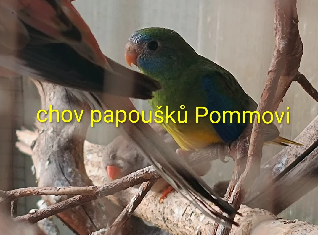 Neoféma tyrkysová - samečci