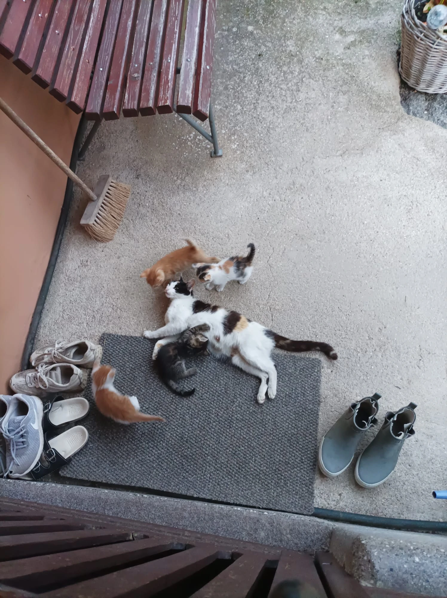 Koťátka z chalupy k adopci
