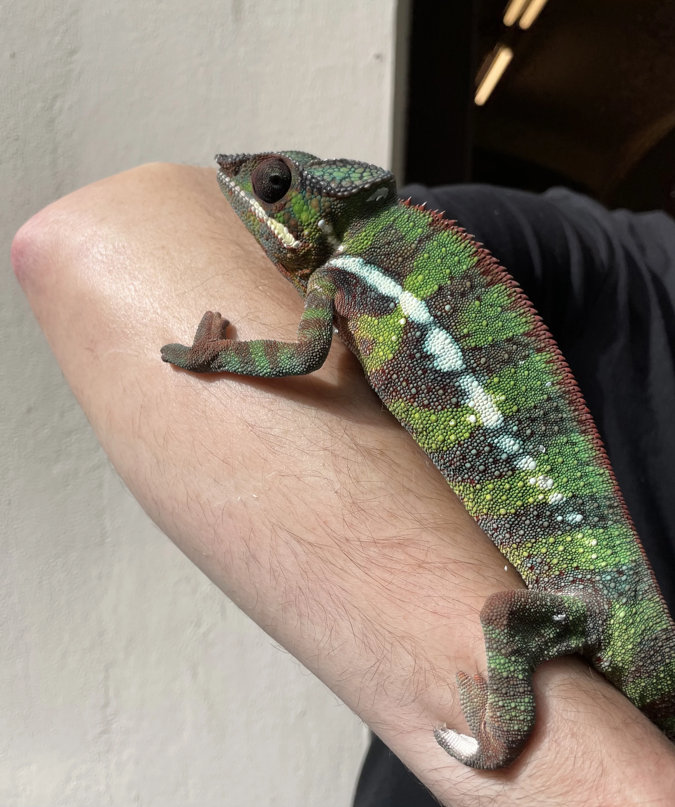 Chameleon pardálí roční samec
