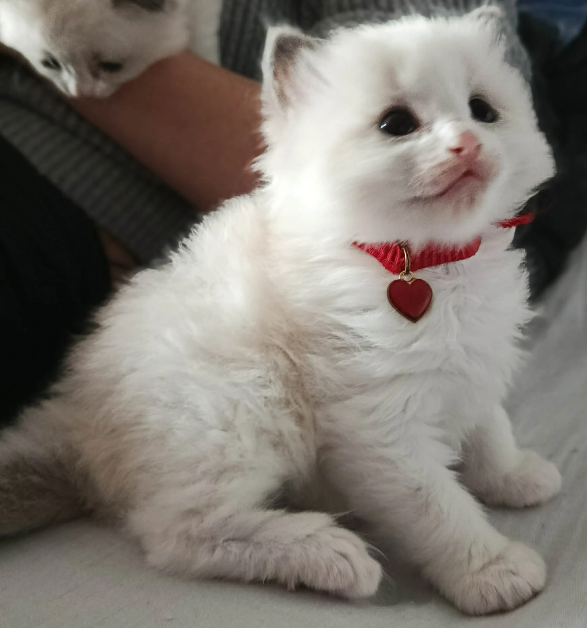 Ragdoll s pp