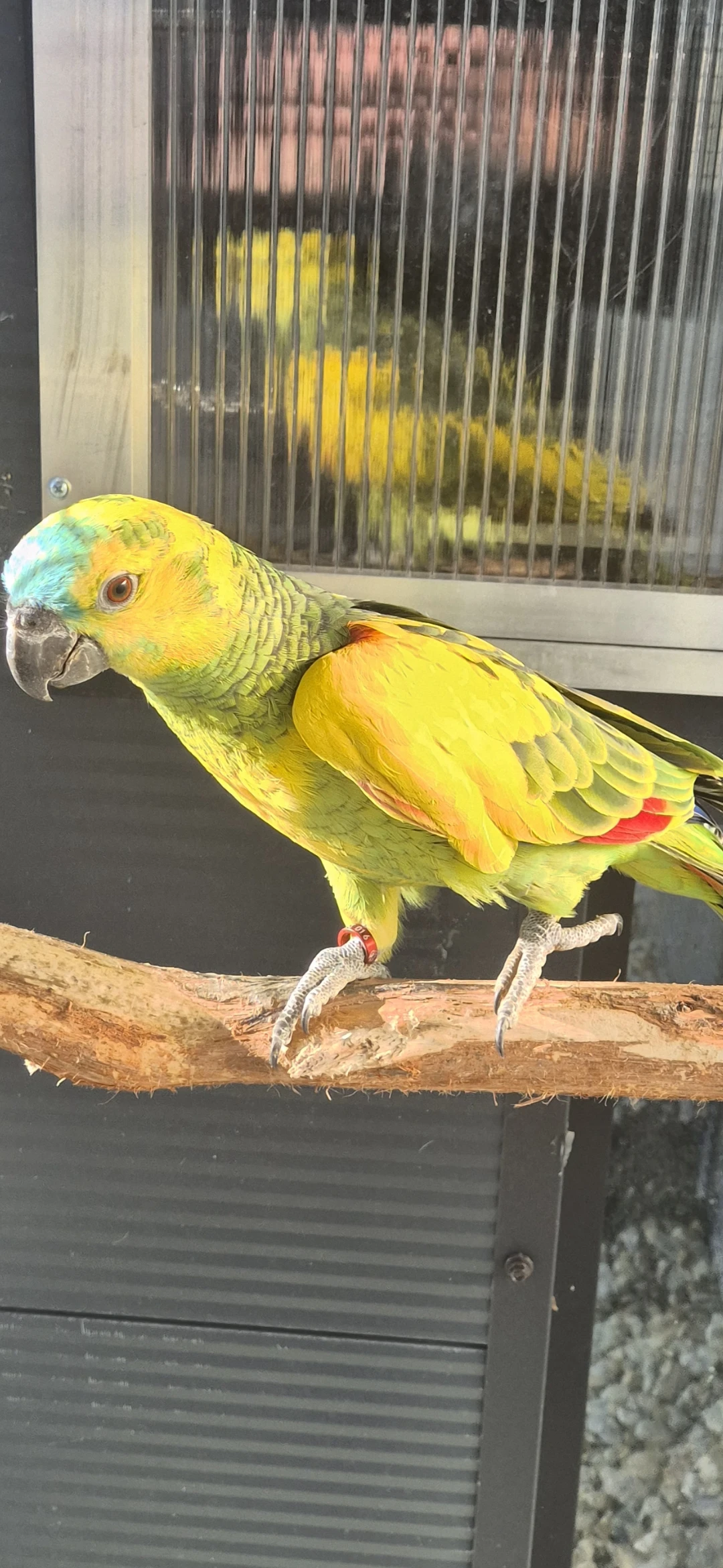 Amazona aestiva xanthopteryx