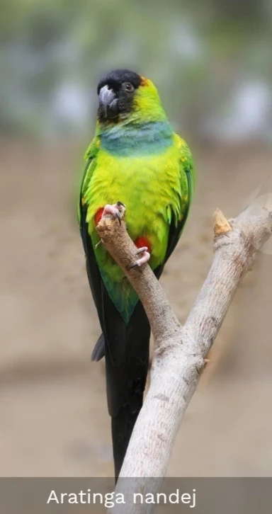 Aratinga Nandej