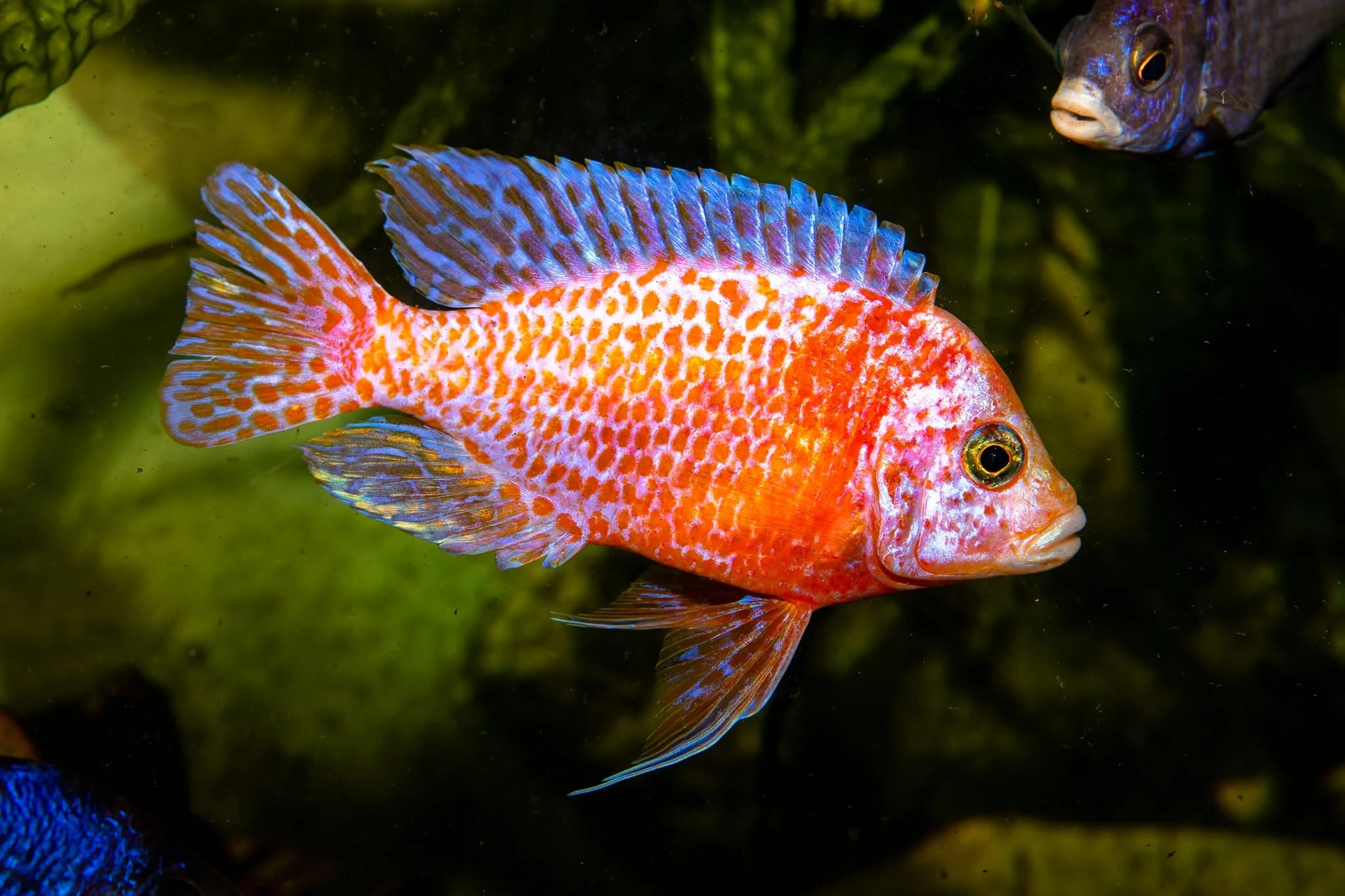 Tlamovci Malawi, Tanganyika