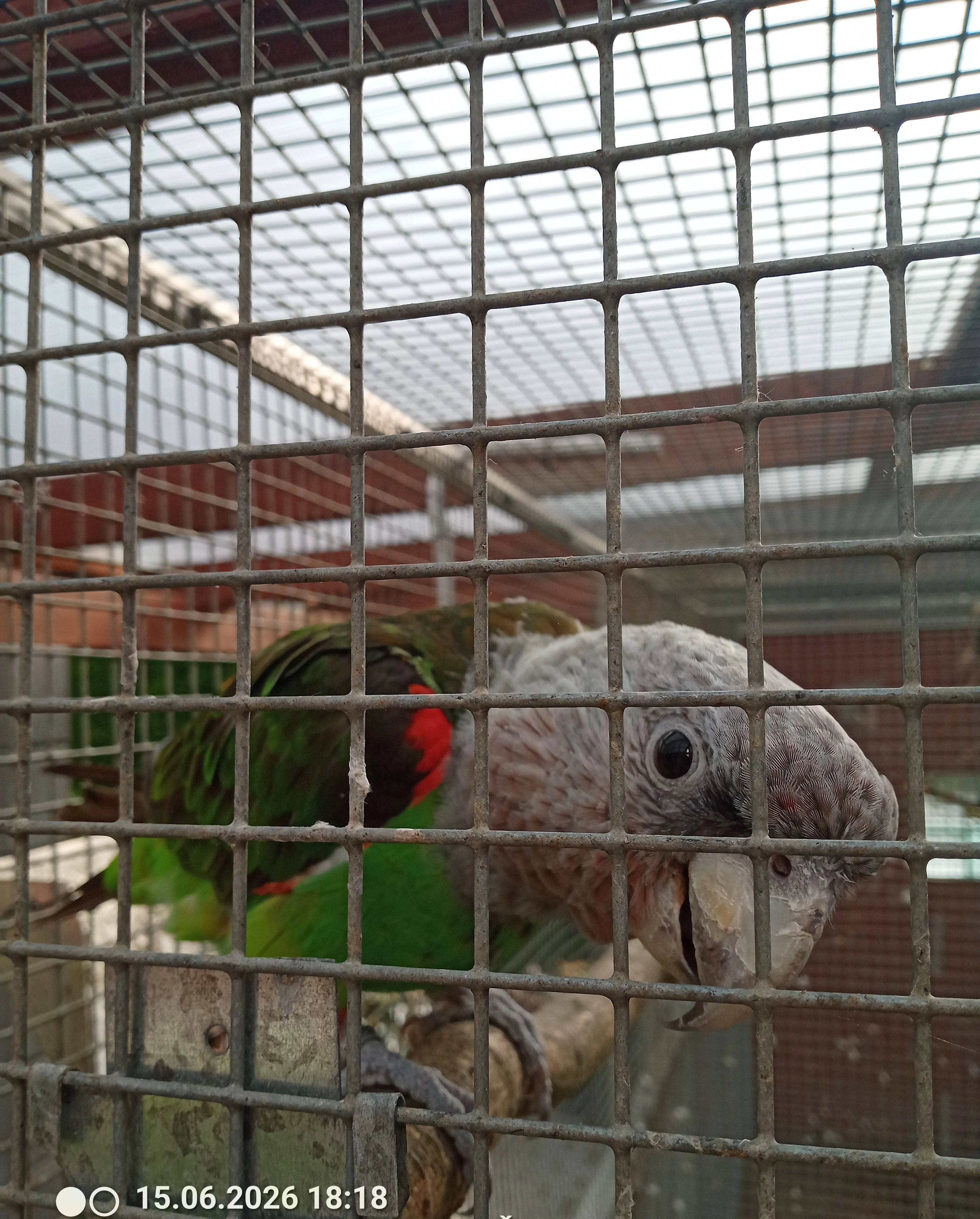 Poicephalus fuscicollis
