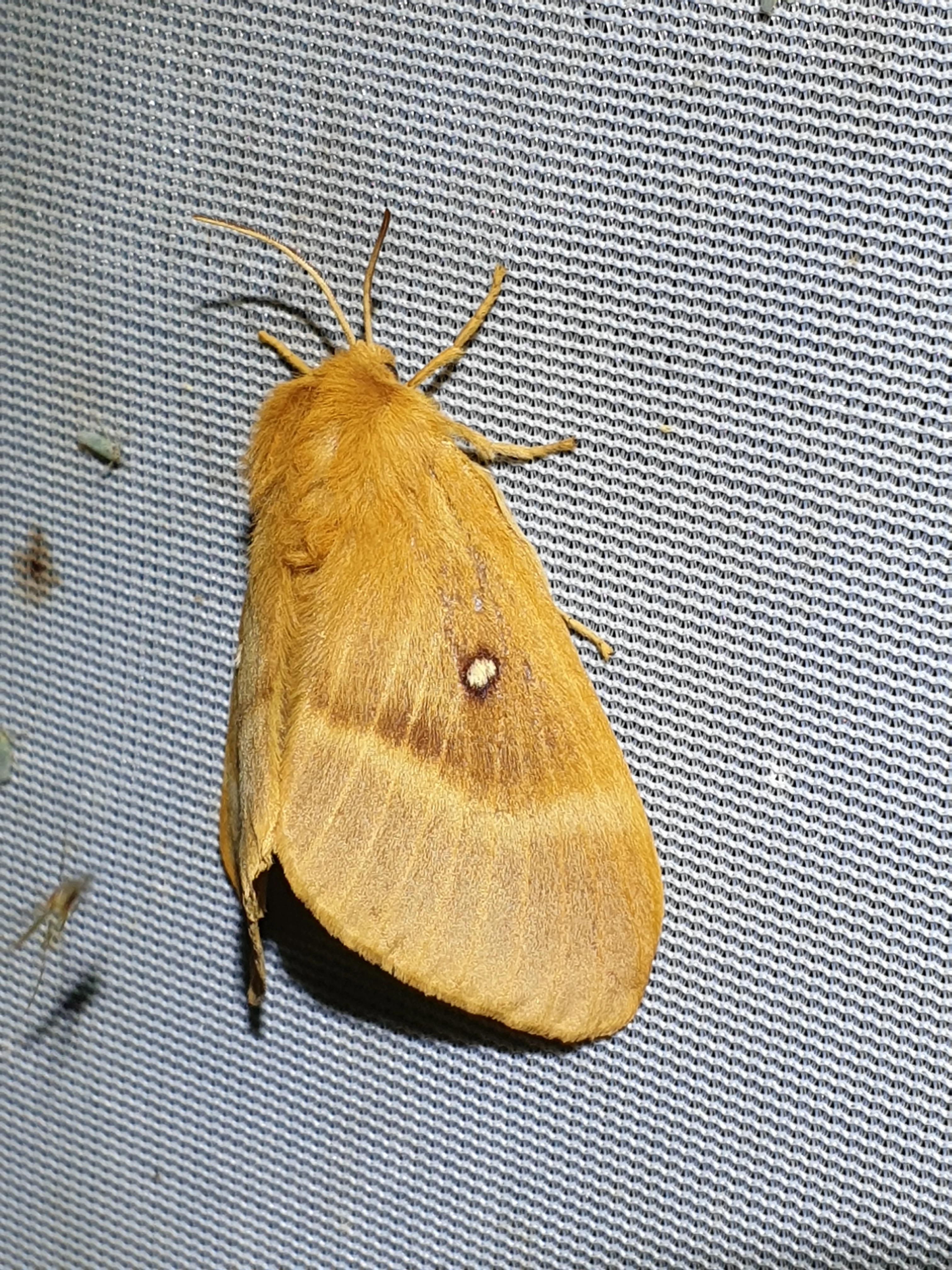 Bourovec dubový - vajíčka