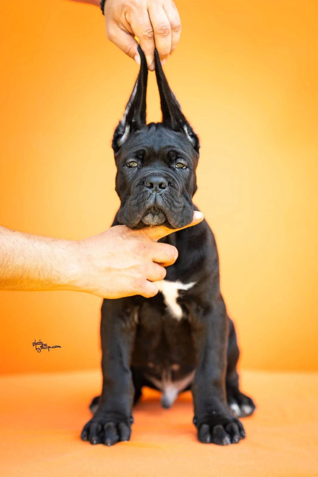 Cane Corso – Krásná štěňata