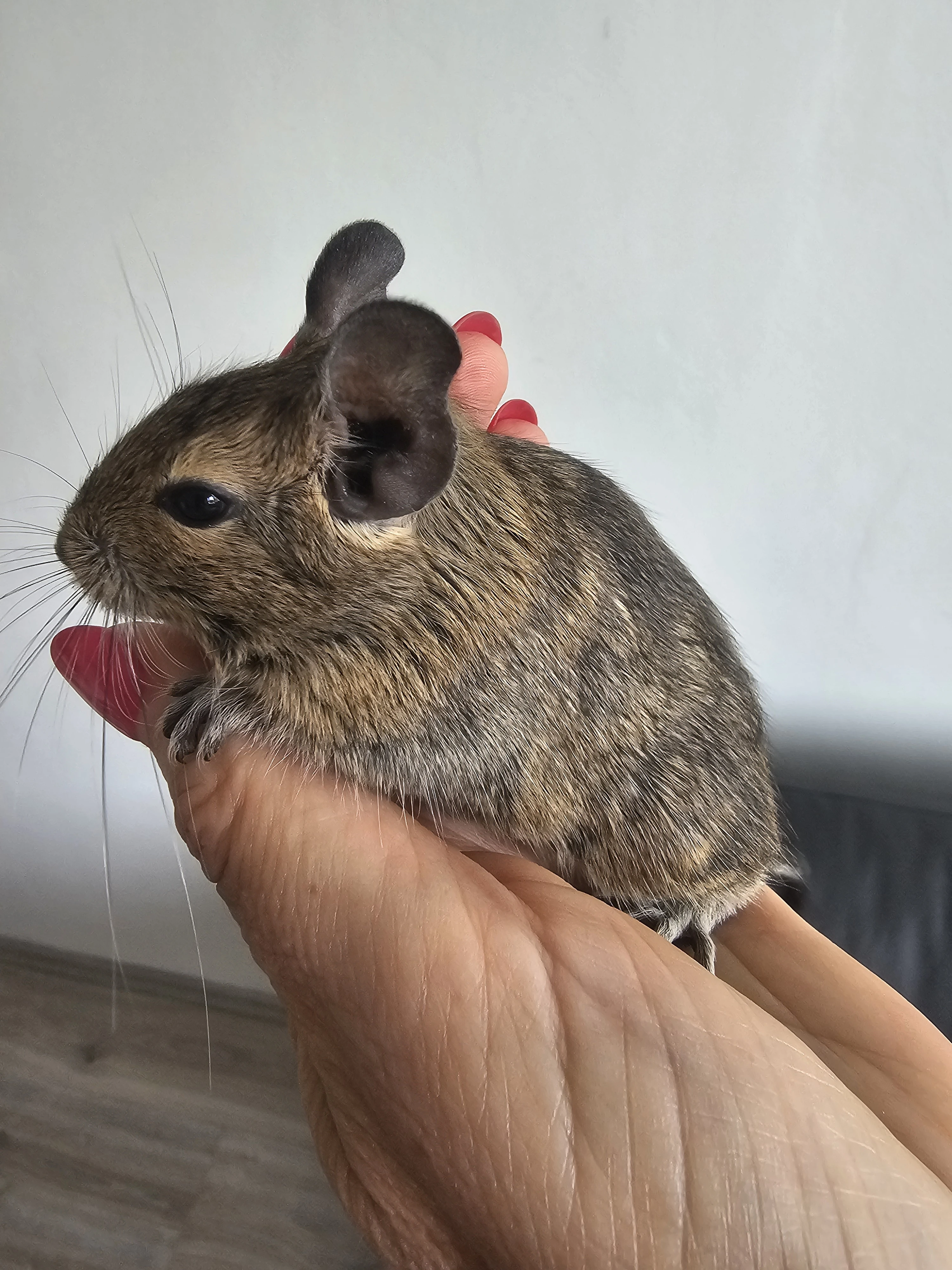 Osmák degu mláďata