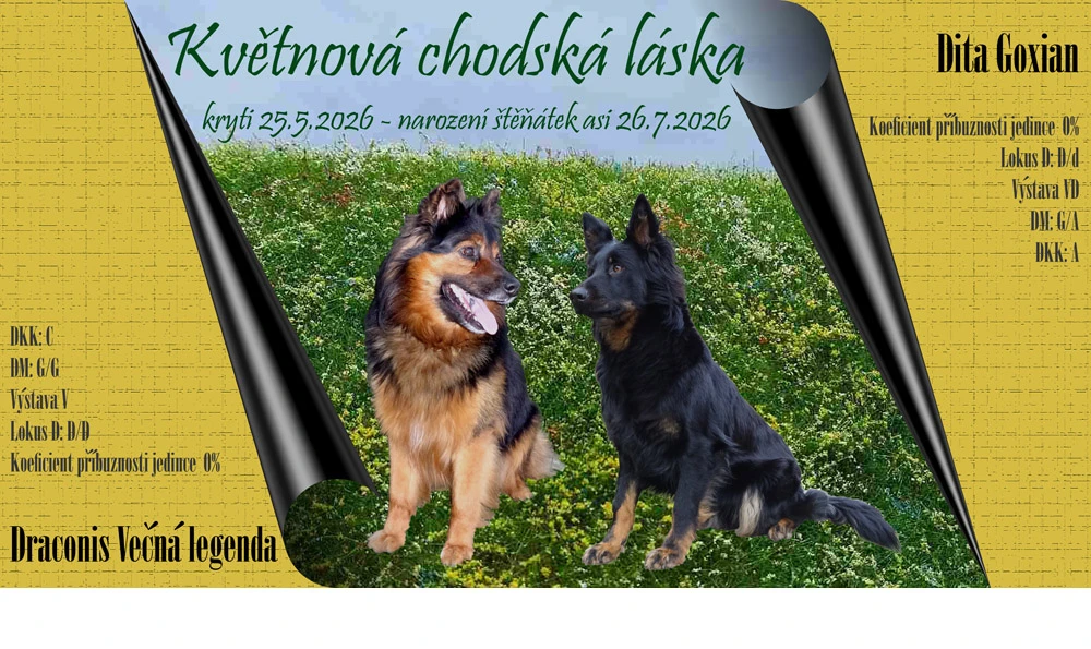 Chodský pes - přijímám poptávky na štěňata