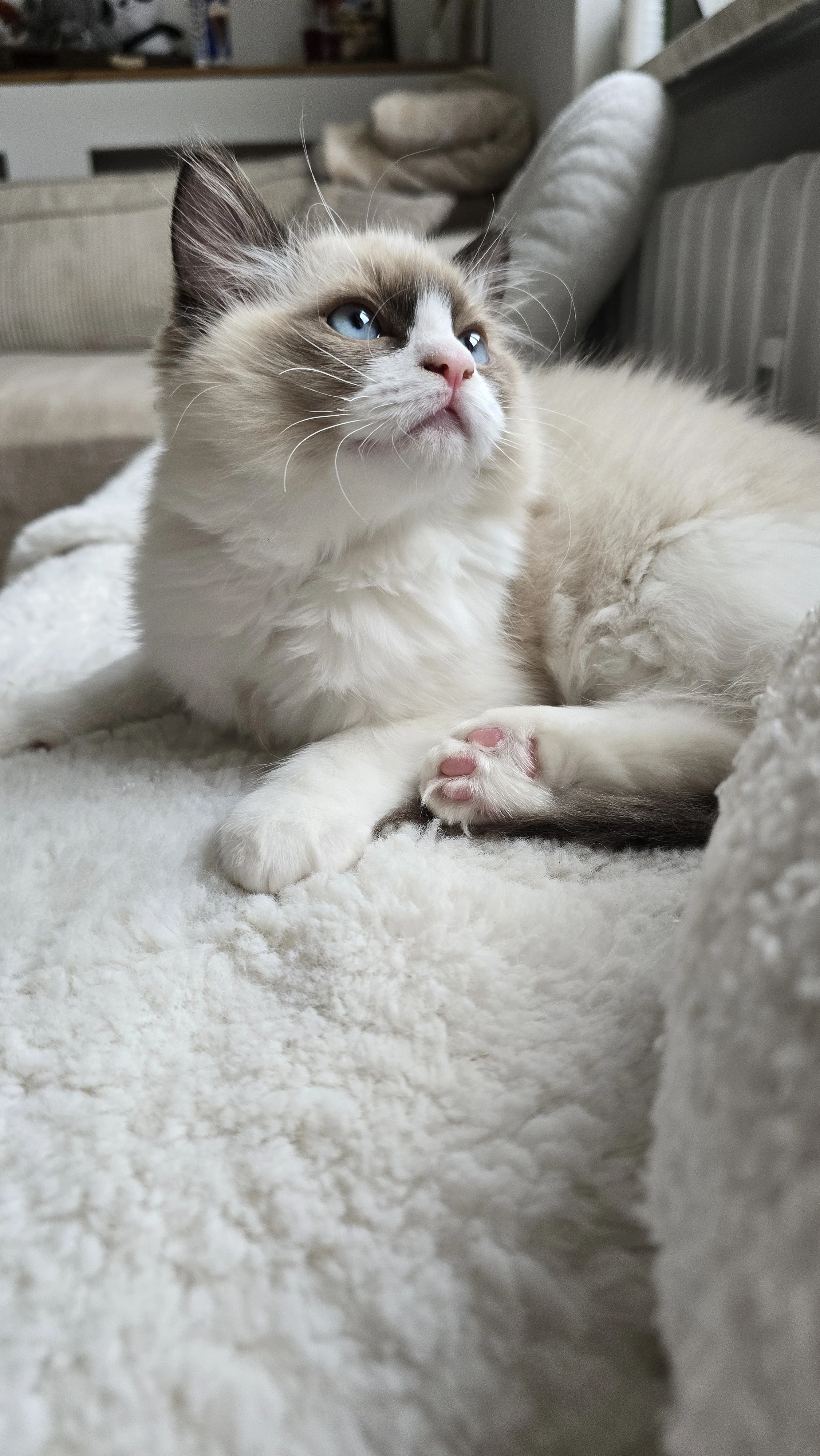  Ragdoll holčička N 03 21 seal lynx bicolor s PP – ihned k odběru 