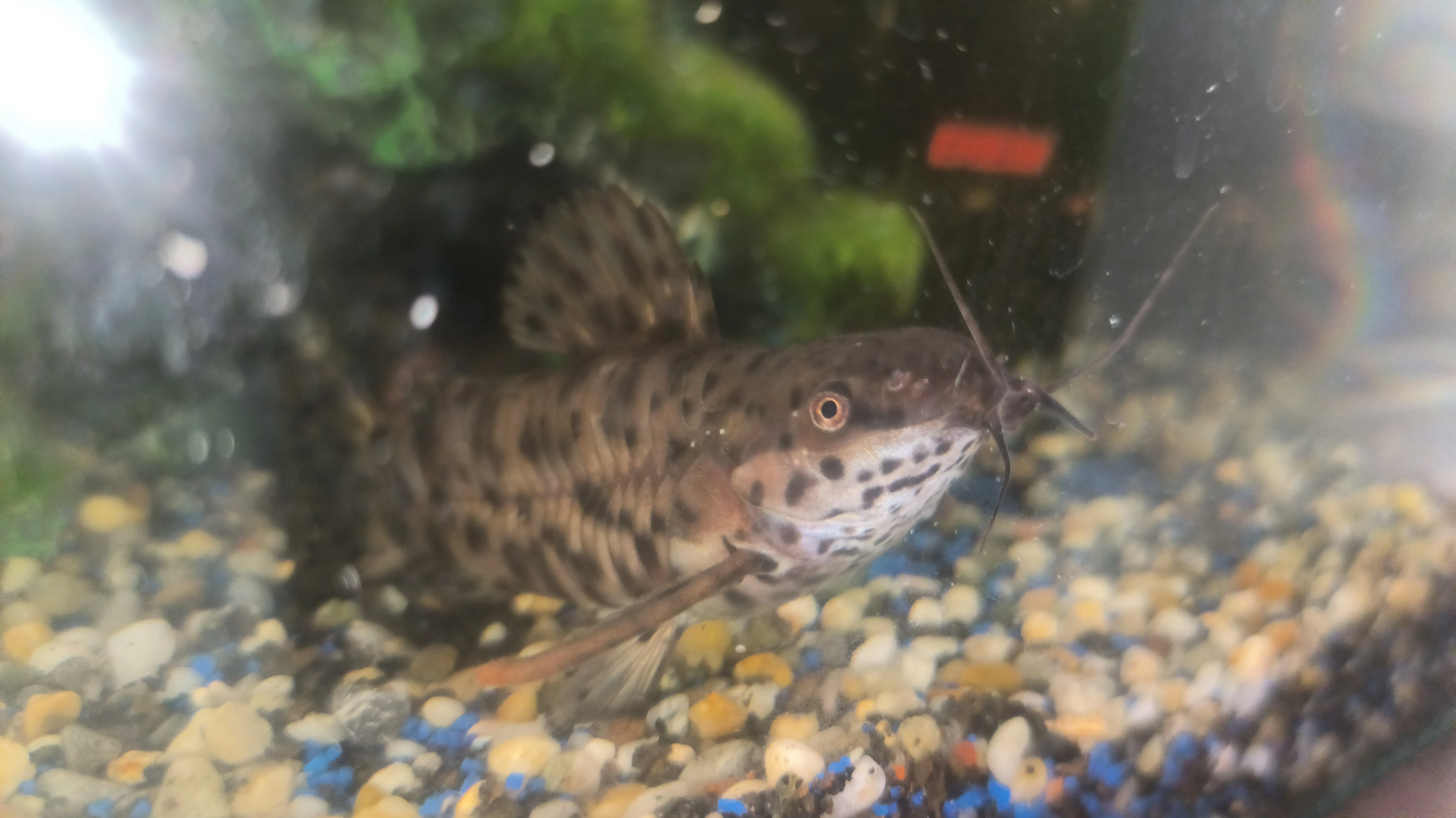 Daruji