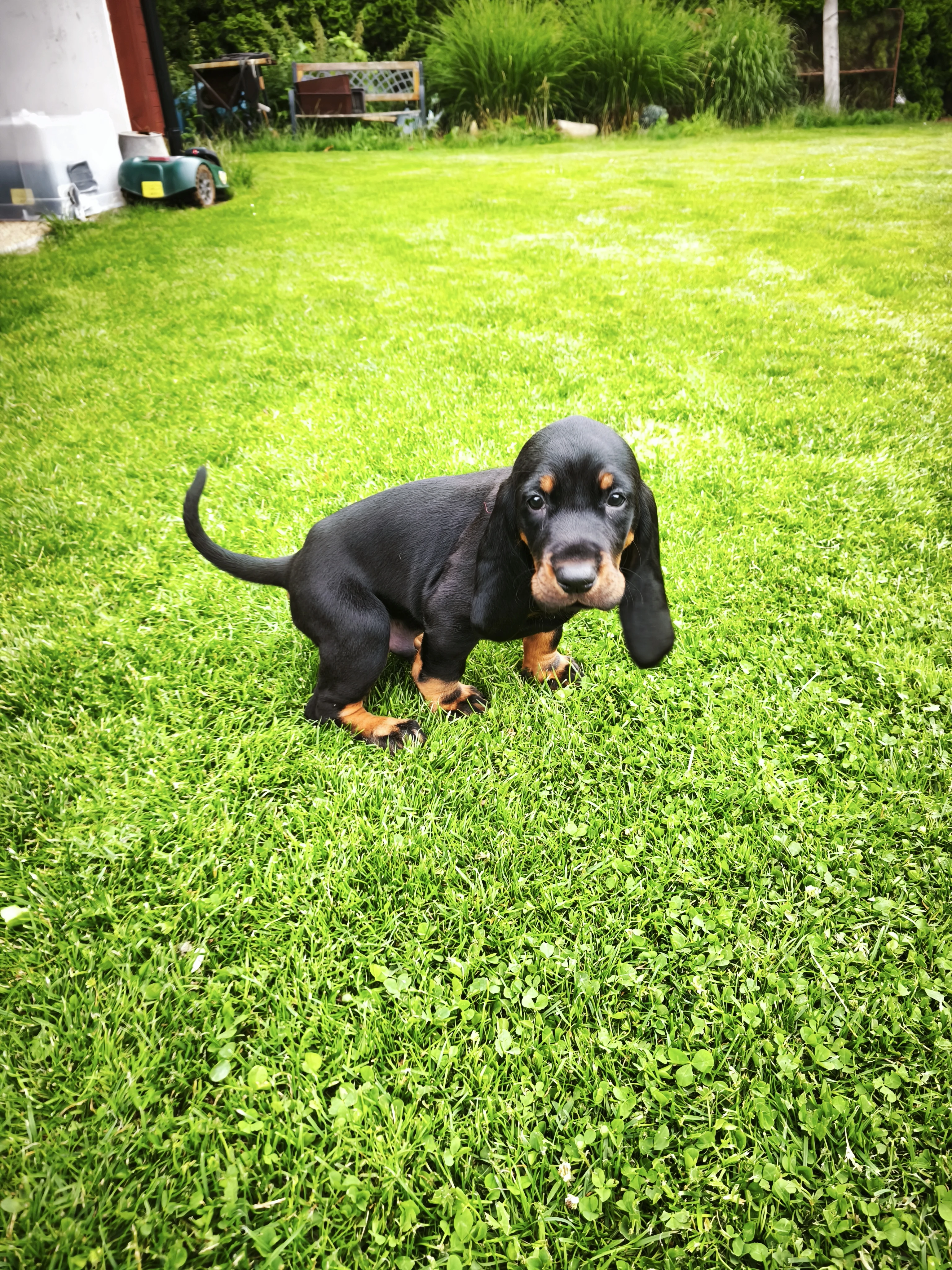 Black And tan coonhound
