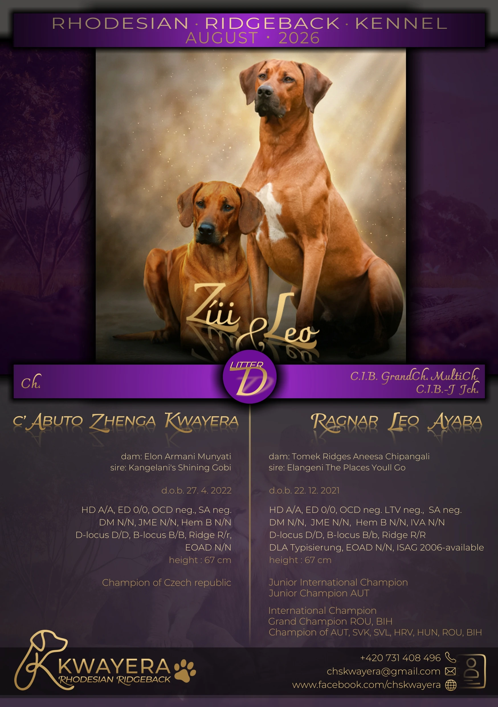 Rhodéský ridgeback s PP - štěňátka