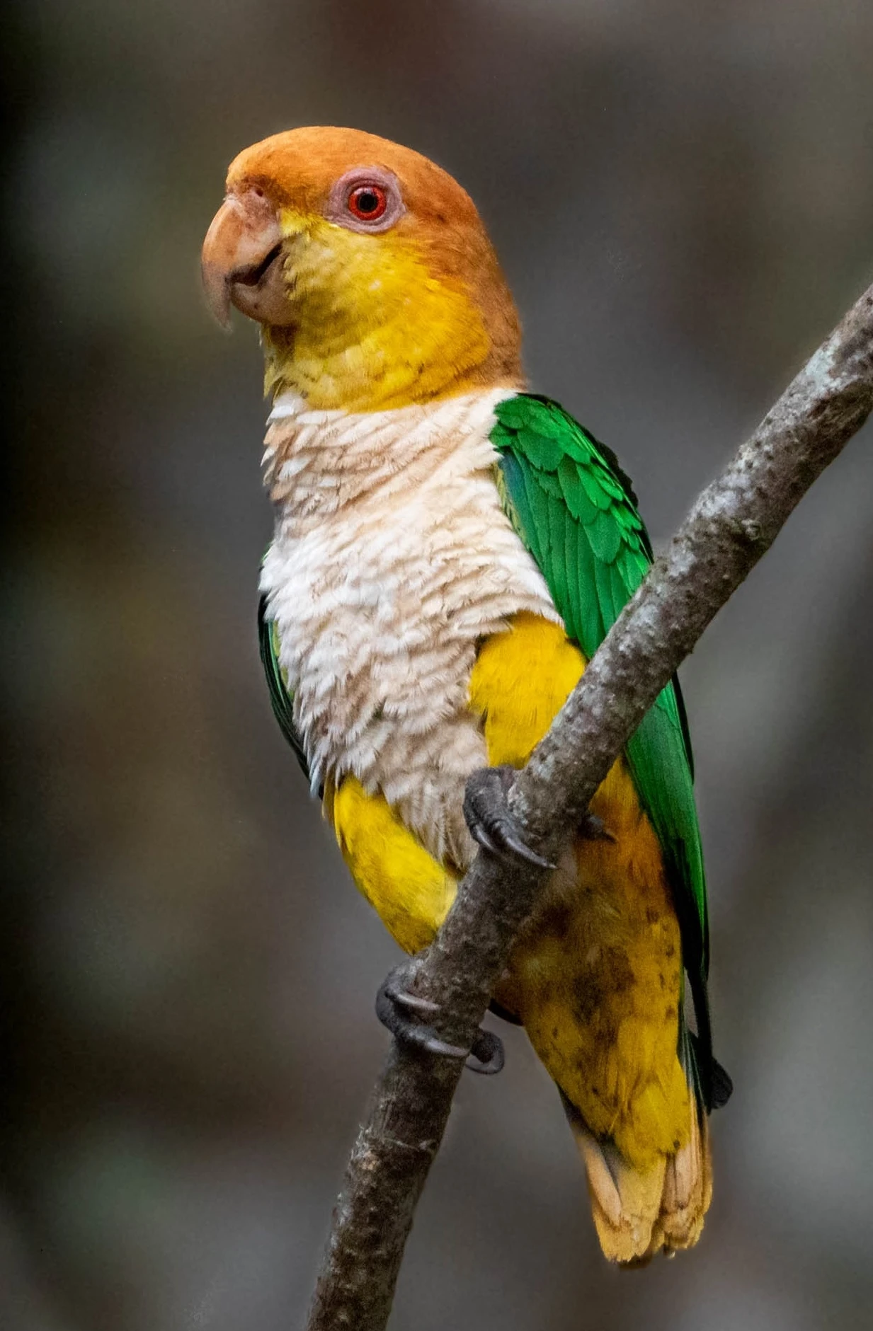 Prodám- amazonek bělobřichý, amazoňan venezuelský, papoušek žlutotemenný.