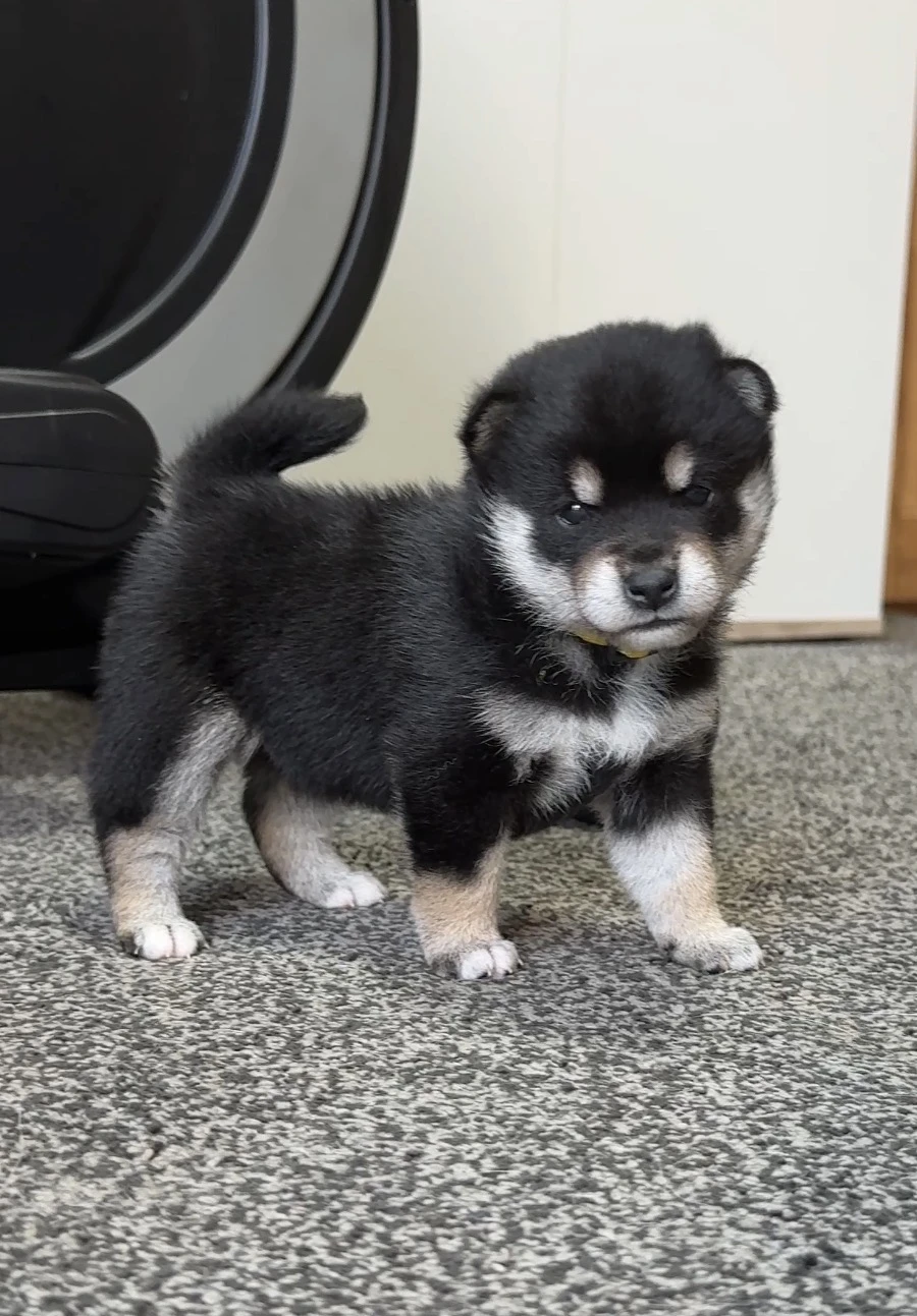Shiba s PP